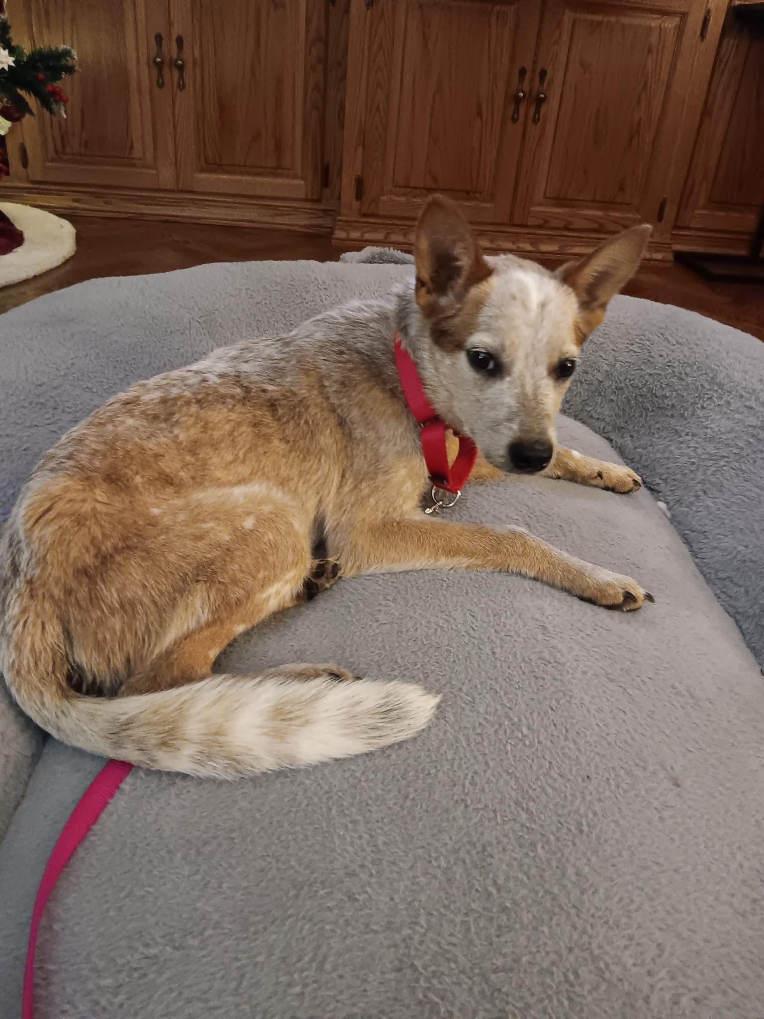 Haven, Adopted, Young Female Australian Cattle Dog / Blue Heeler.