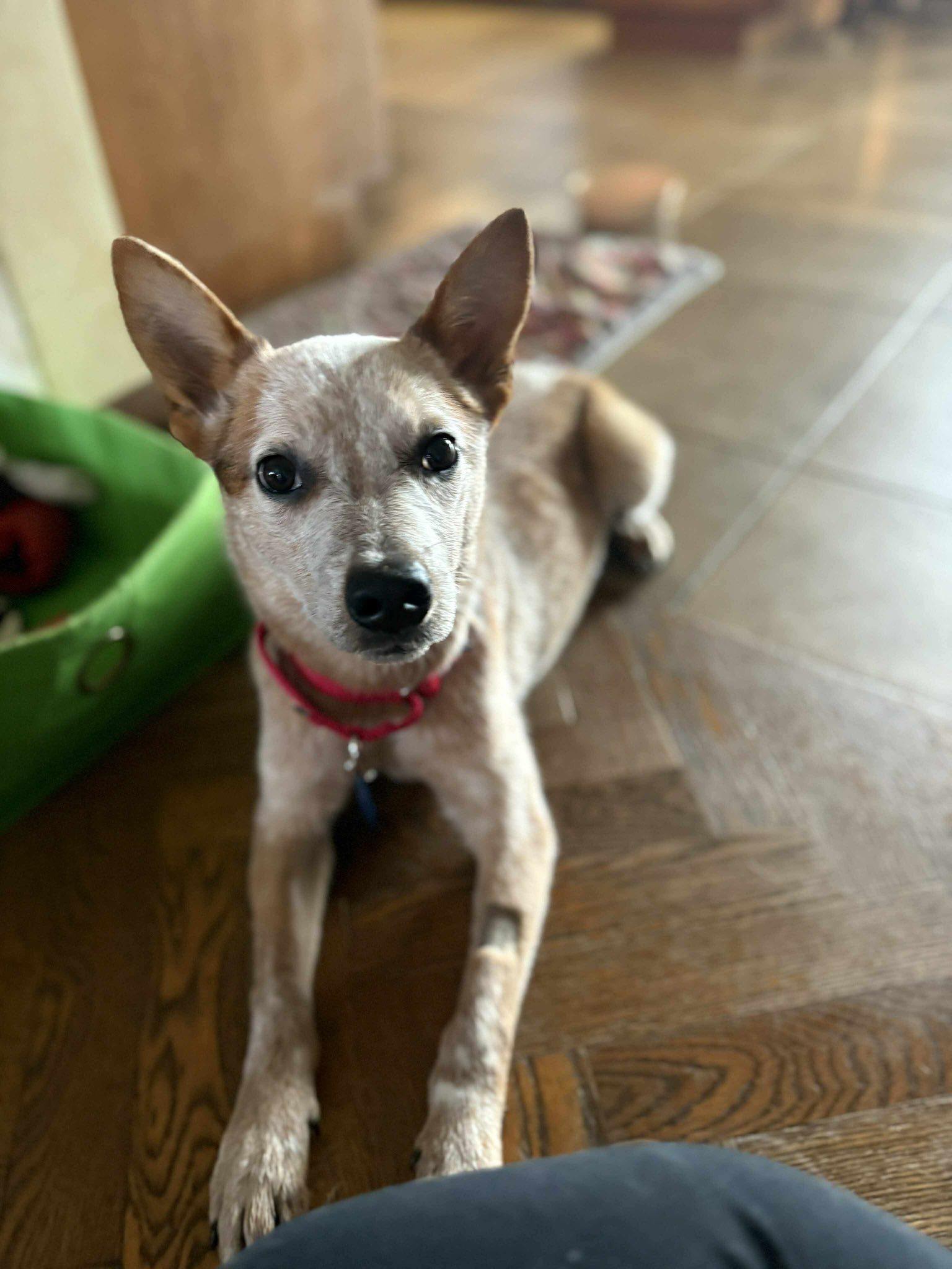 Enlarge Haven, a Adopted Australian Cattle Dog / Blue Heeler in Little Chute, WI image 2/3