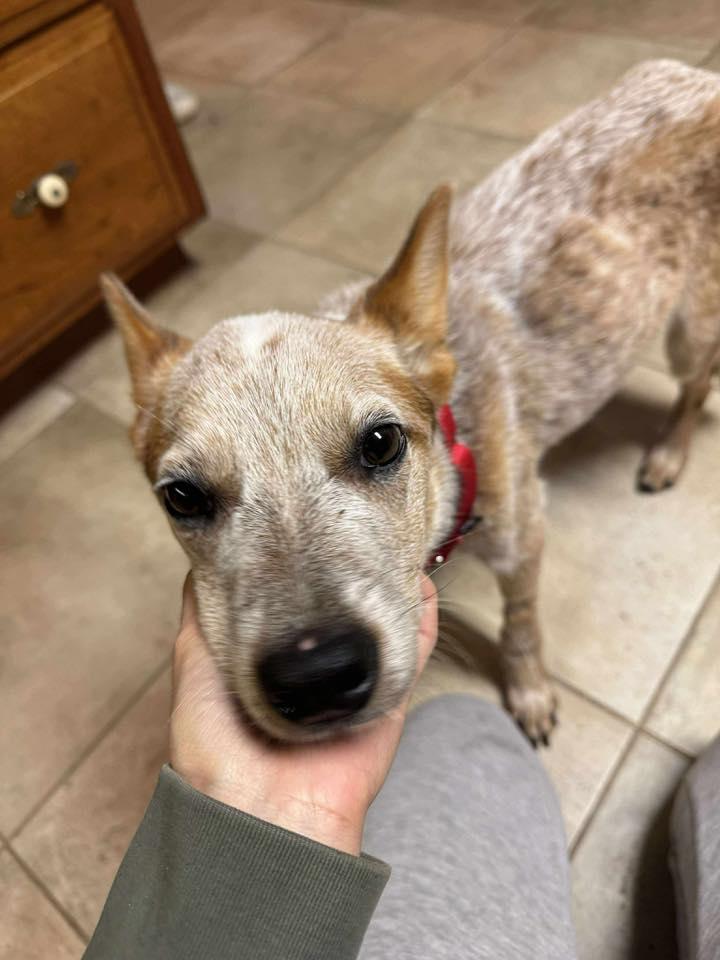 Enlarge Haven, a Adopted Australian Cattle Dog / Blue Heeler in Little Chute, WI image 3/3