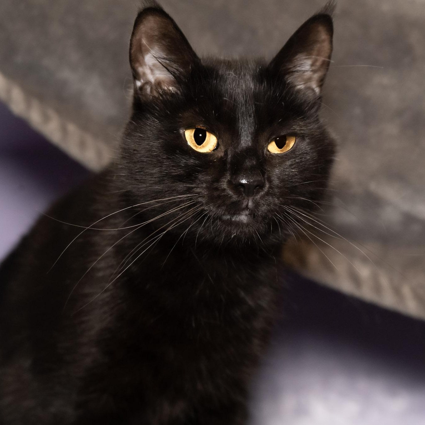 Enlarge Figgy, an adoptable Domestic Short Hair in Victor, NY image 3/5