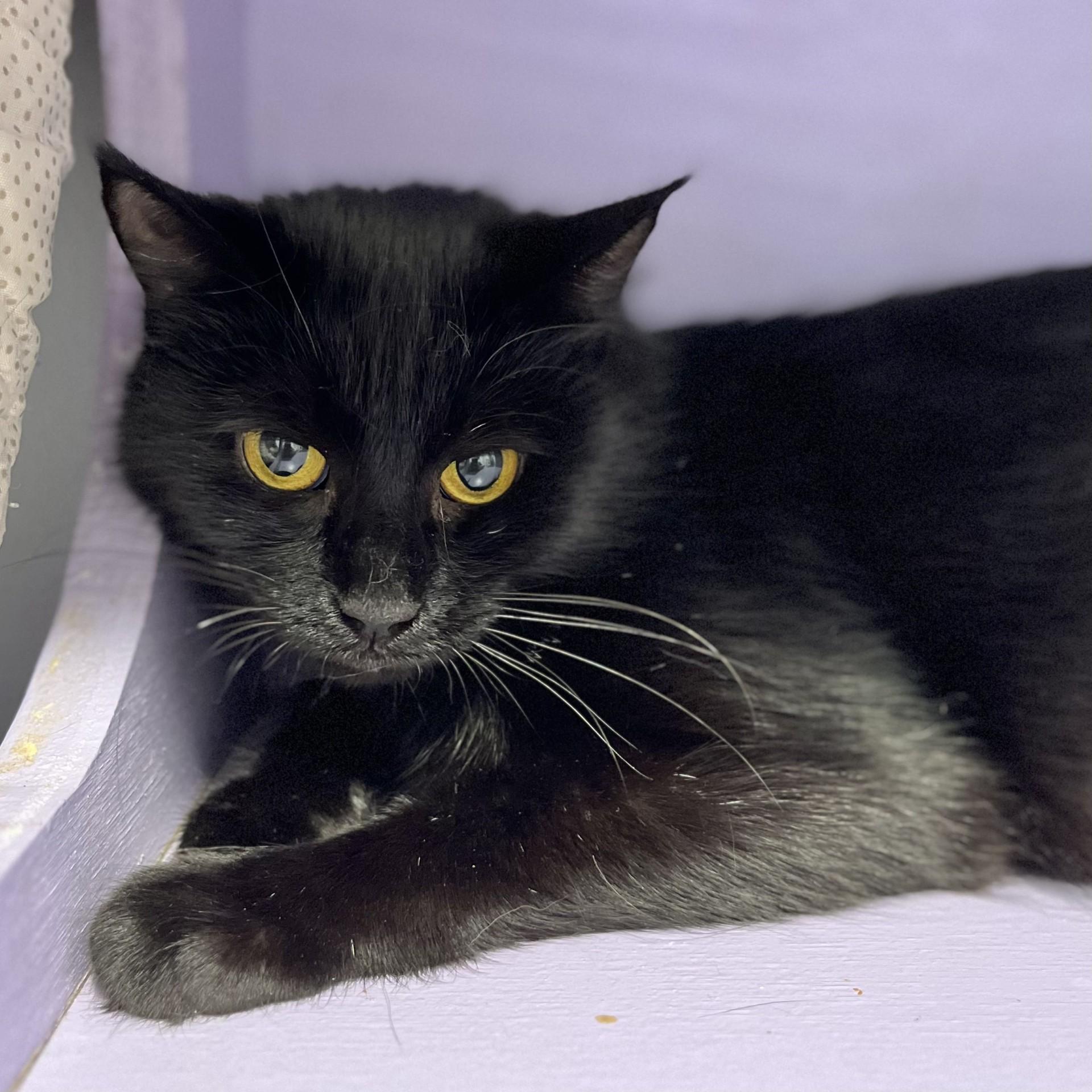 Figgy, a ADOPTABLE Domestic Short Hair in Victor, NY image 1/4