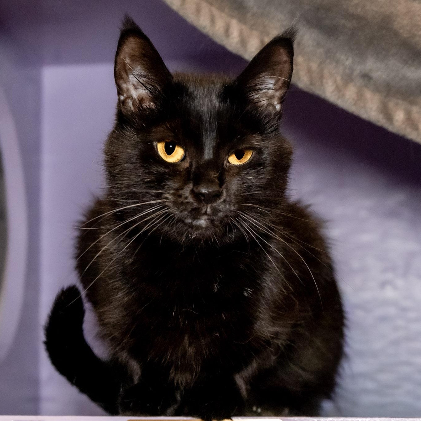Enlarge Figgy, an adoptable Domestic Short Hair in Victor, NY image 2/5