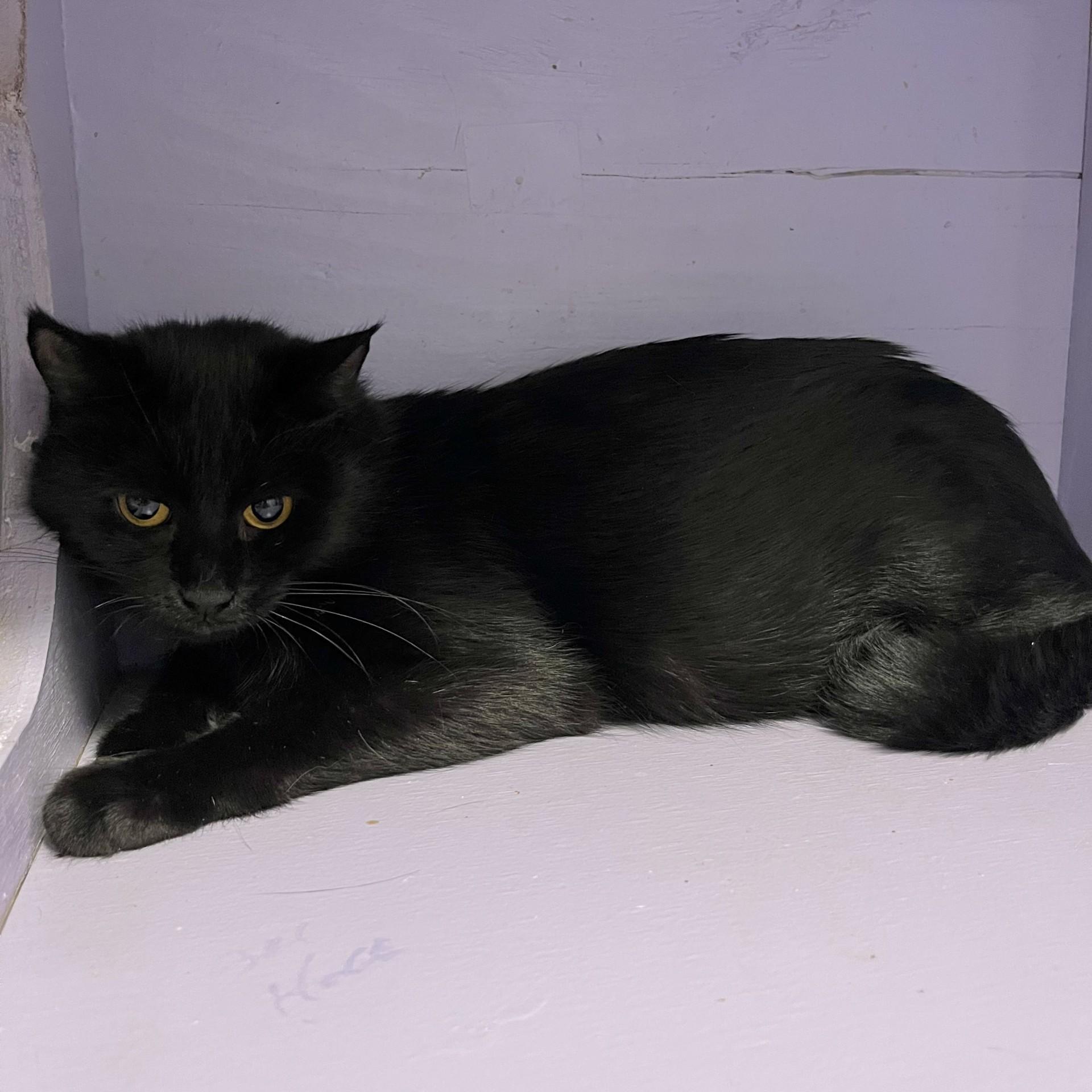 Figgy, a ADOPTABLE Domestic Short Hair in Victor, NY image 3/4