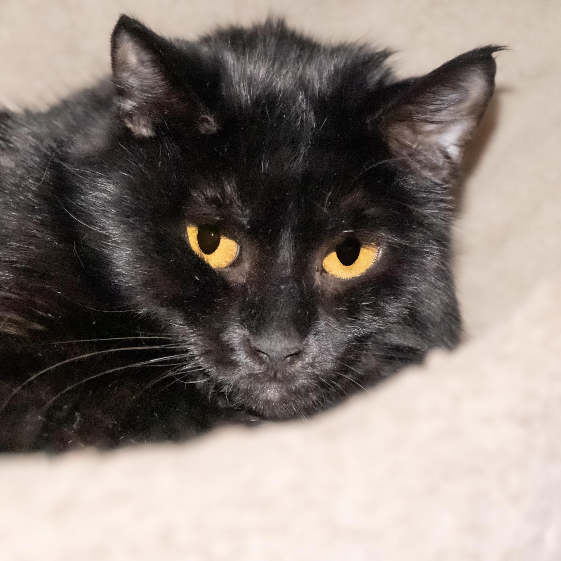 Figgy, a ADOPTABLE Domestic Short Hair in Victor, NY image 4/4