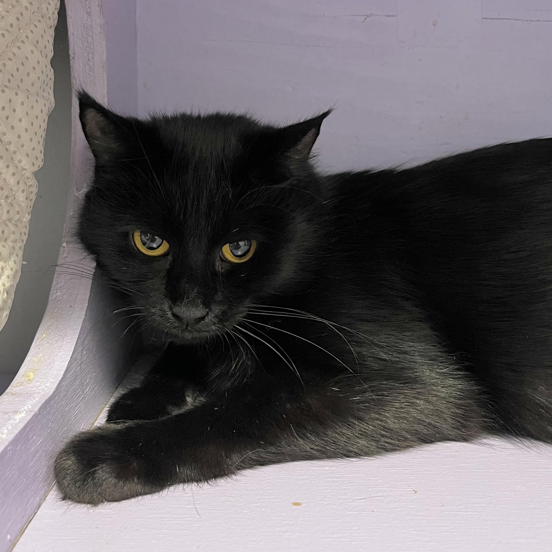 Figgy, a ADOPTABLE Domestic Short Hair in Victor, NY image 2/4