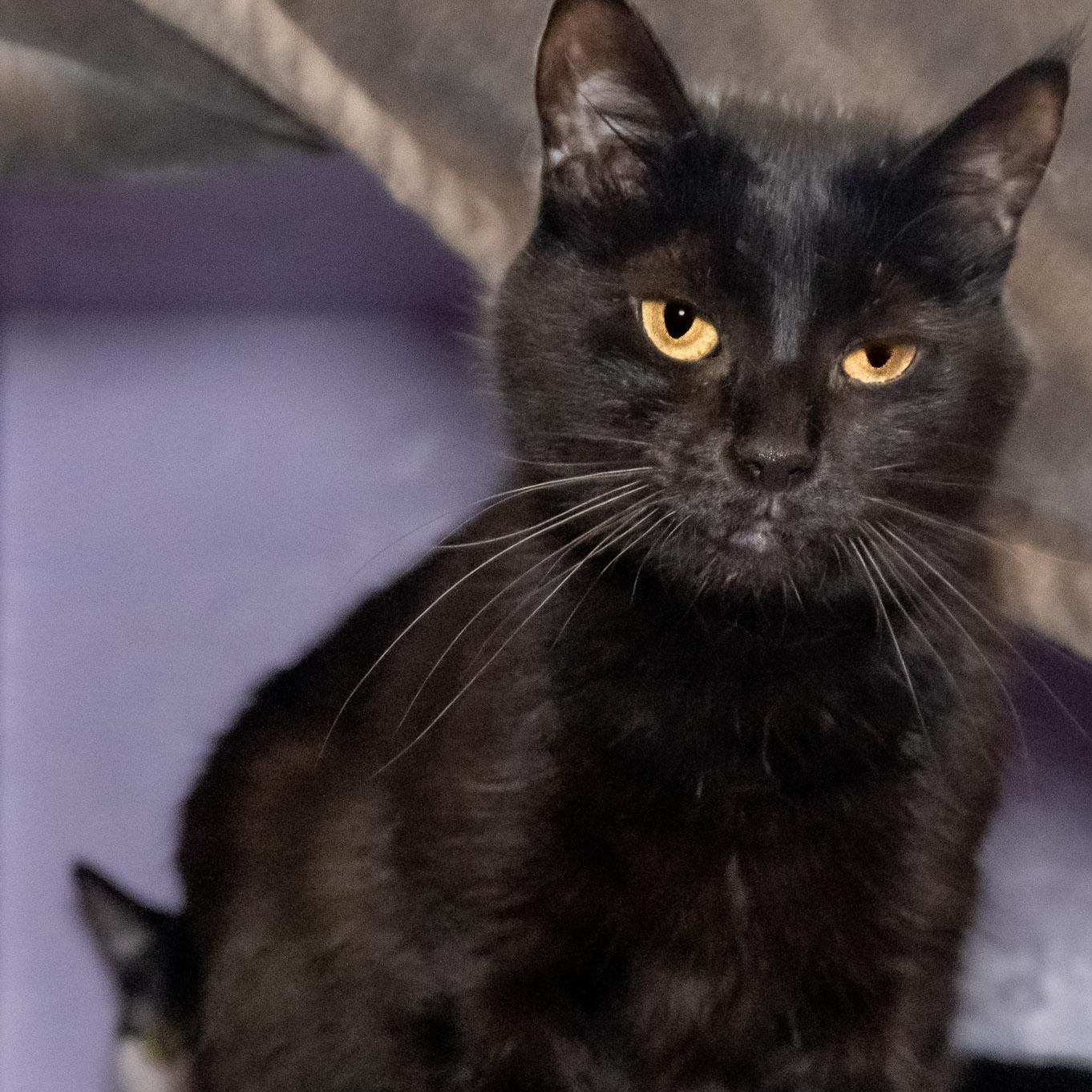 Enlarge Figgy, an adoptable Domestic Short Hair in Victor, NY image 5/5
