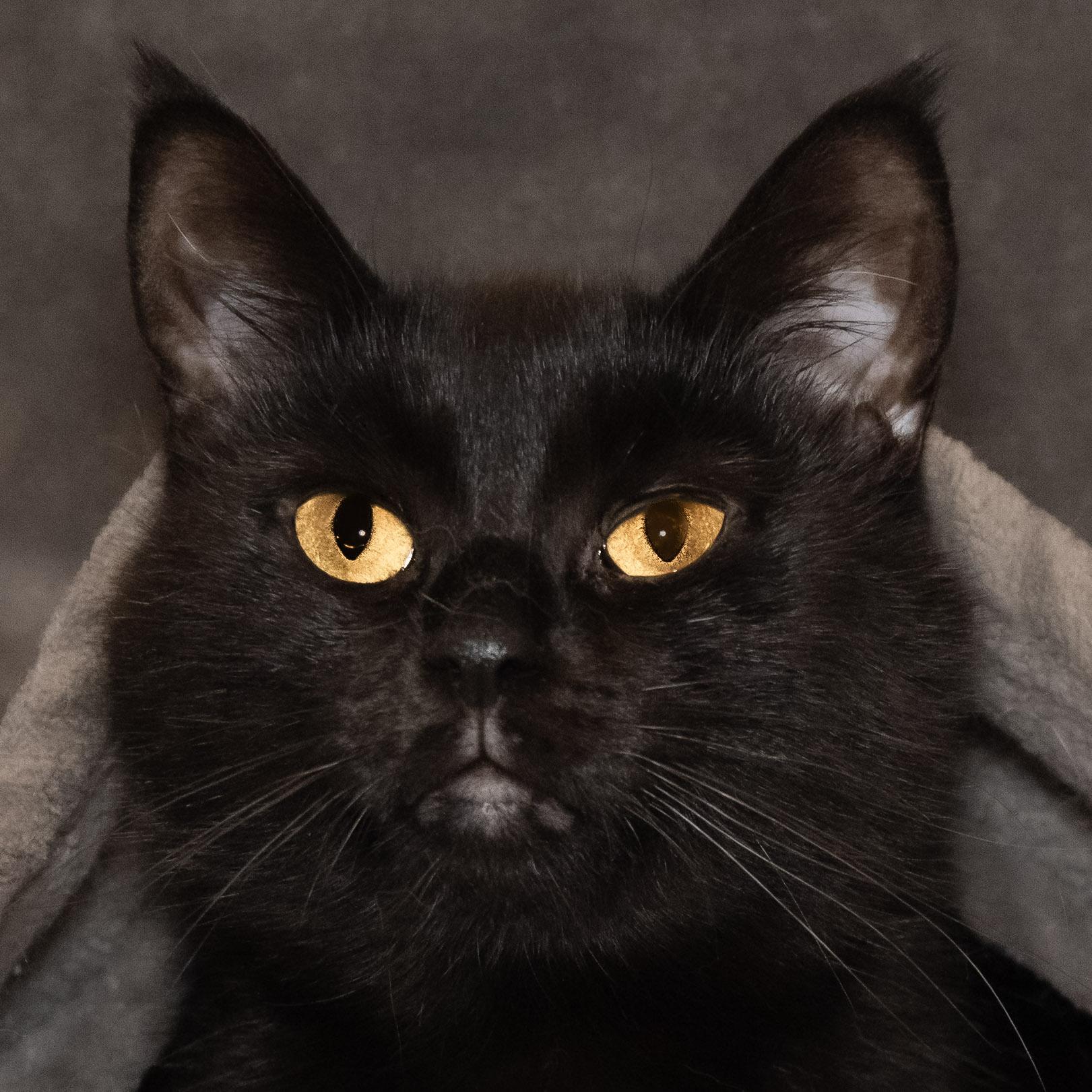 Figgy, adoptable, Adult Female Domestic Short Hair.