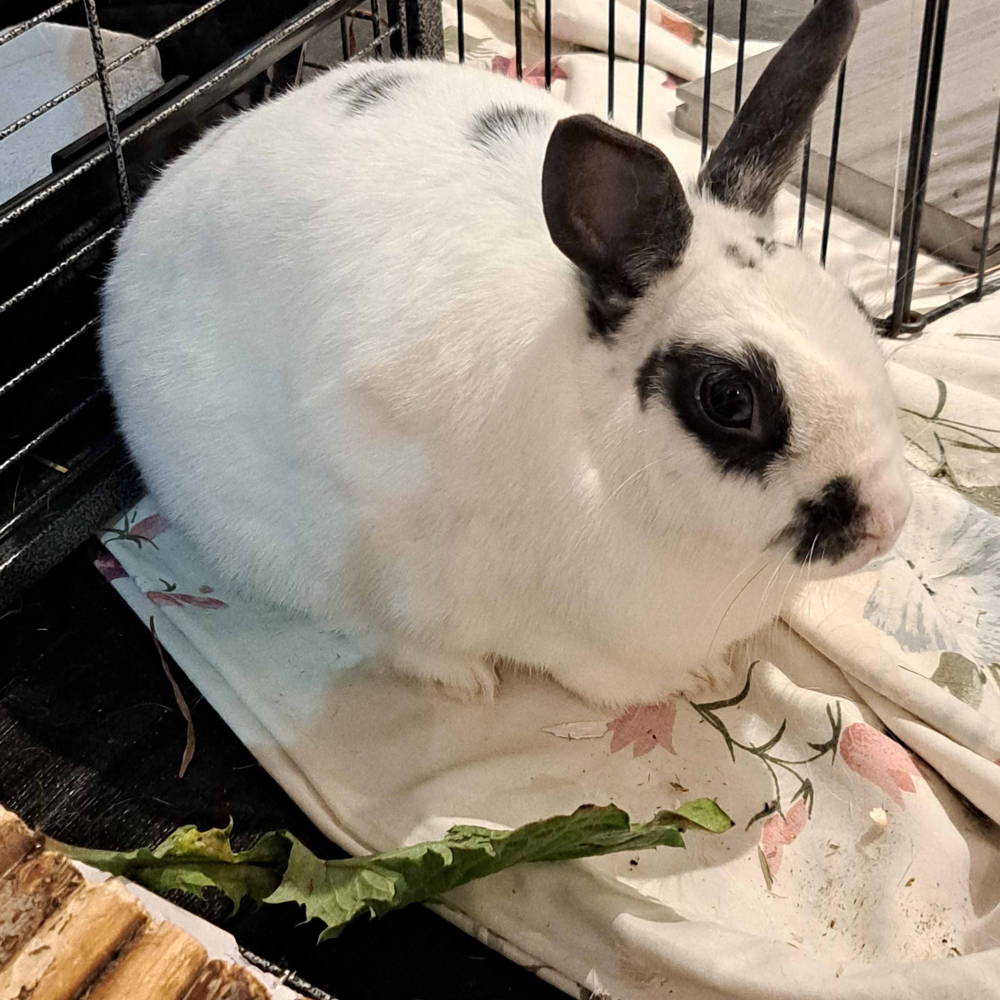 Amanza, a Adoptable English Spot in Alliston, ON image 1/5