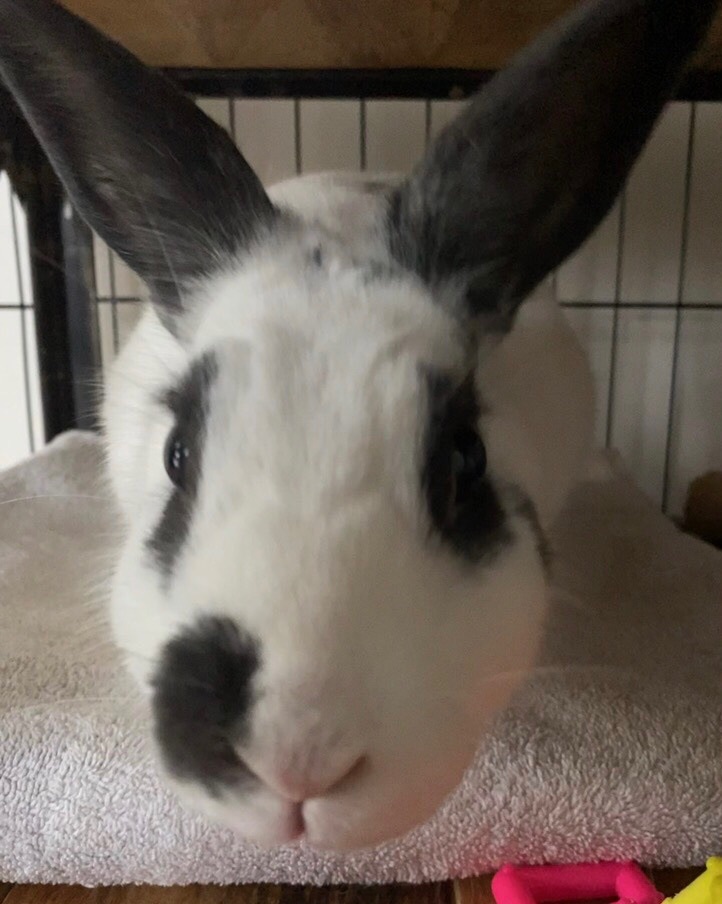 Amanza, a Adoptable English Spot in Alliston, ON image 5/5