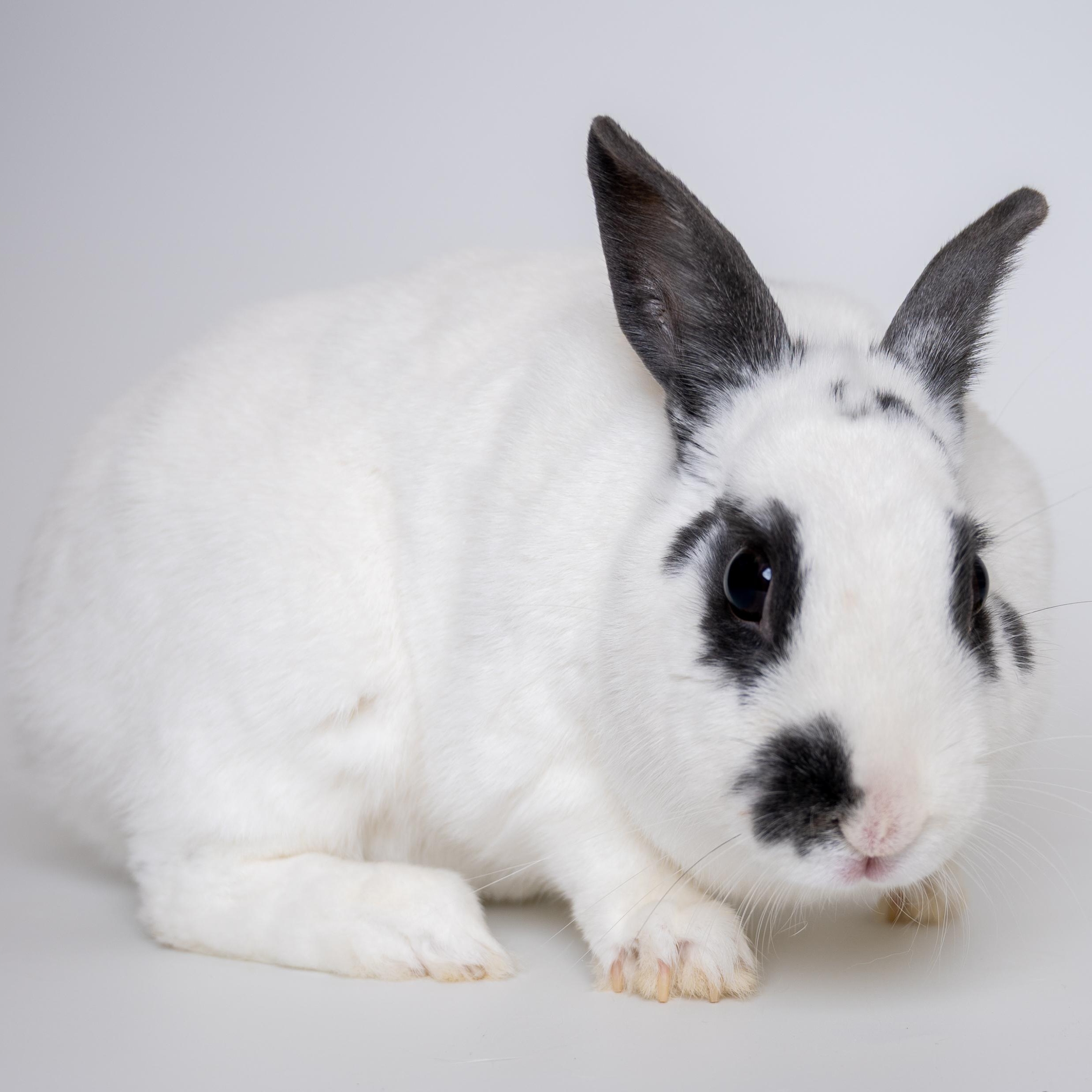 Amanza, a Adoptable English Spot in Alliston, ON image 4/5