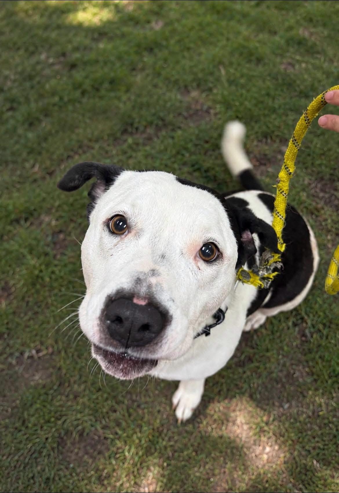 Lola, ADOPTABLE, Senior Female Pit Bull Terrier & Basset Hound.