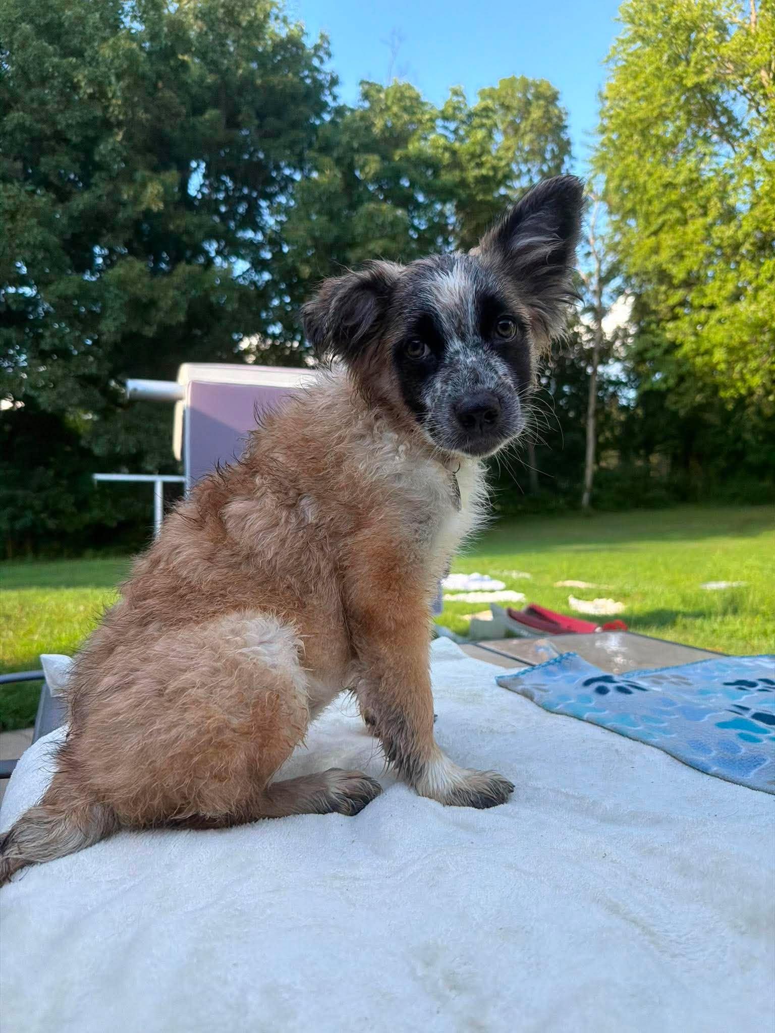 Tiara, a ADOPTABLE mixed breed in Kalamazoo, MI image 5/6