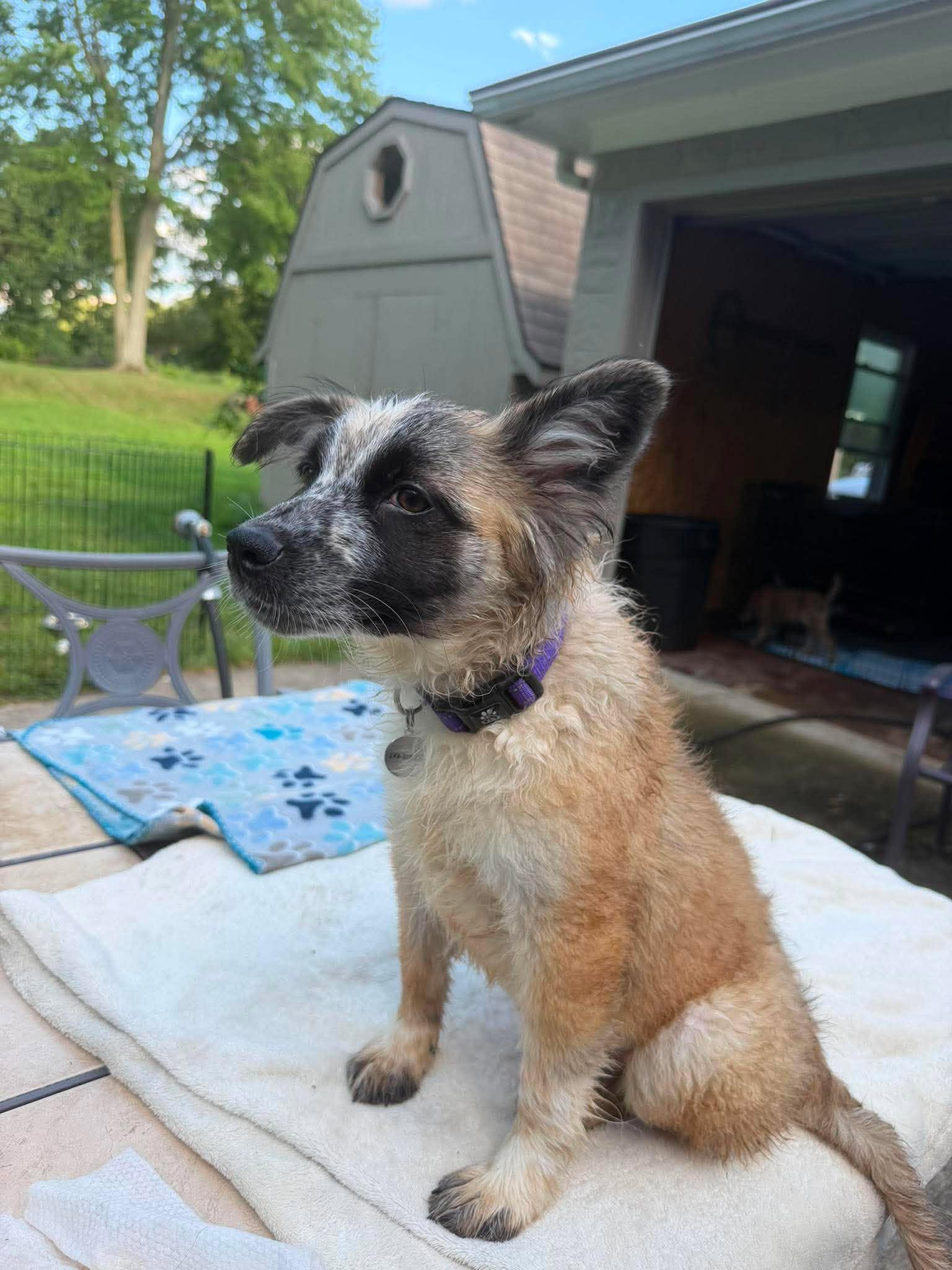 Tiara, a ADOPTABLE mixed breed in Kalamazoo, MI image 2/6
