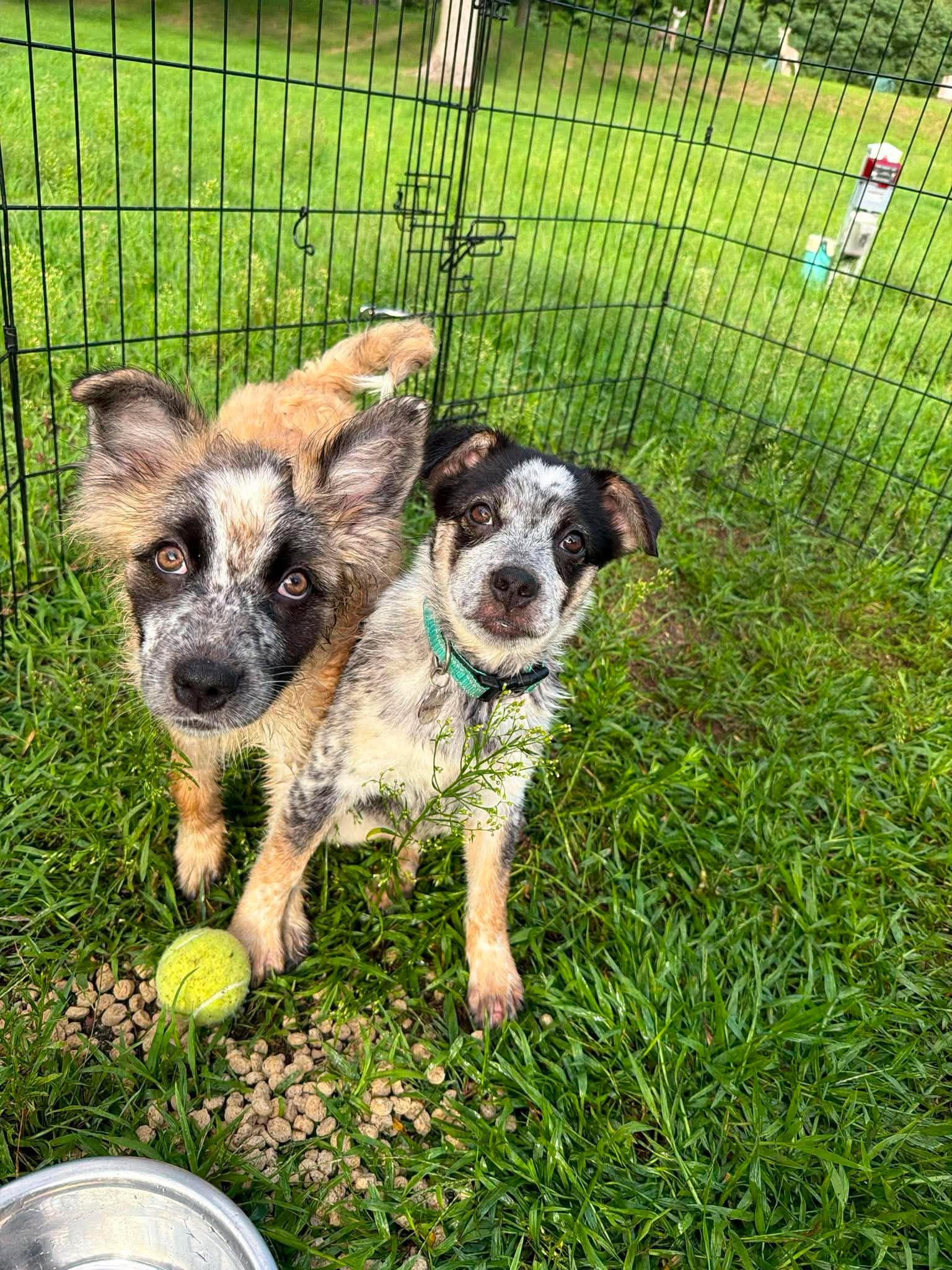 Tiara, a ADOPTABLE mixed breed in Kalamazoo, MI image 6/6