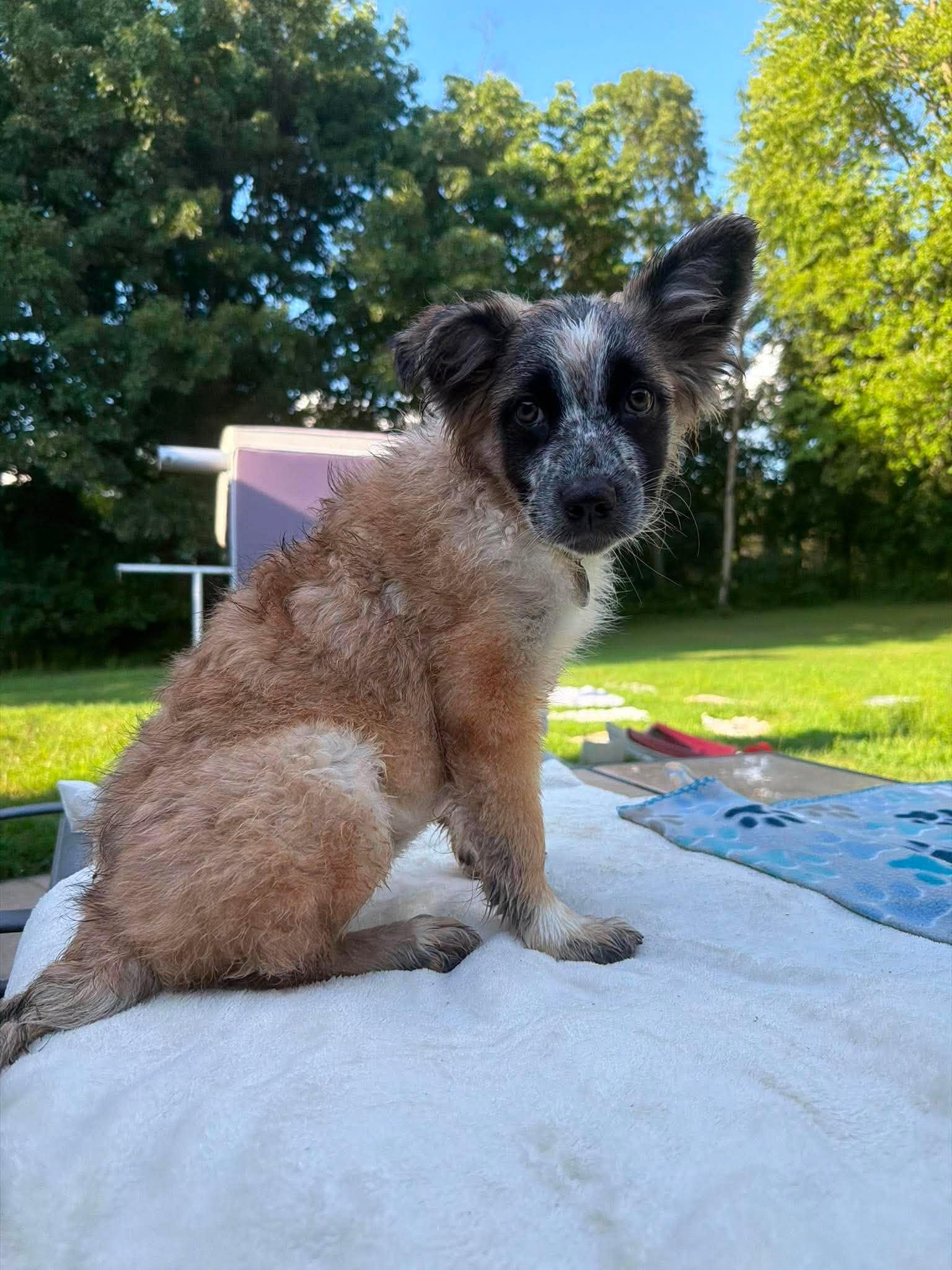 Tiara, a ADOPTABLE mixed breed in Kalamazoo, MI image 3/6