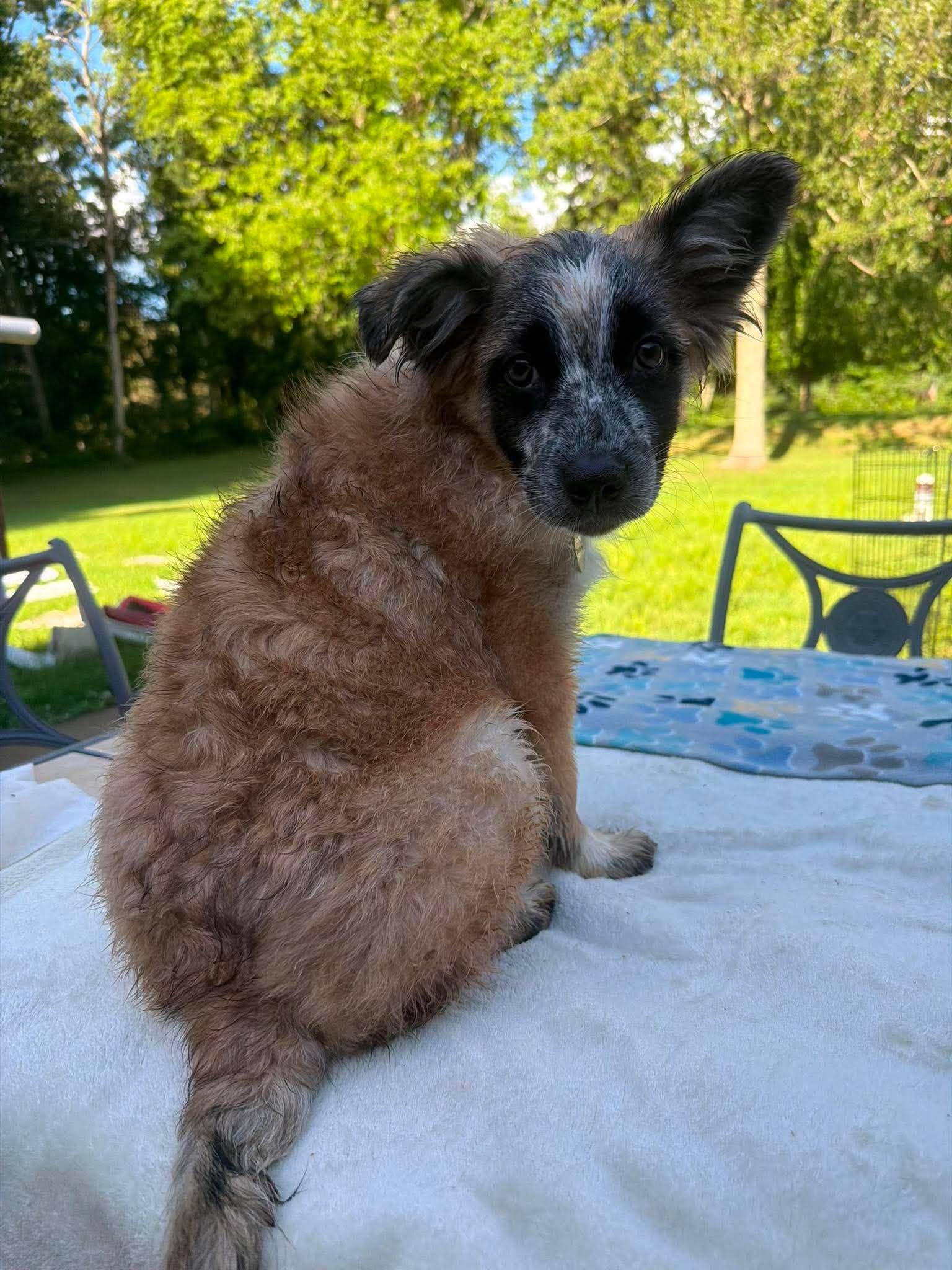 Tiara, a ADOPTABLE mixed breed in Kalamazoo, MI image 4/6