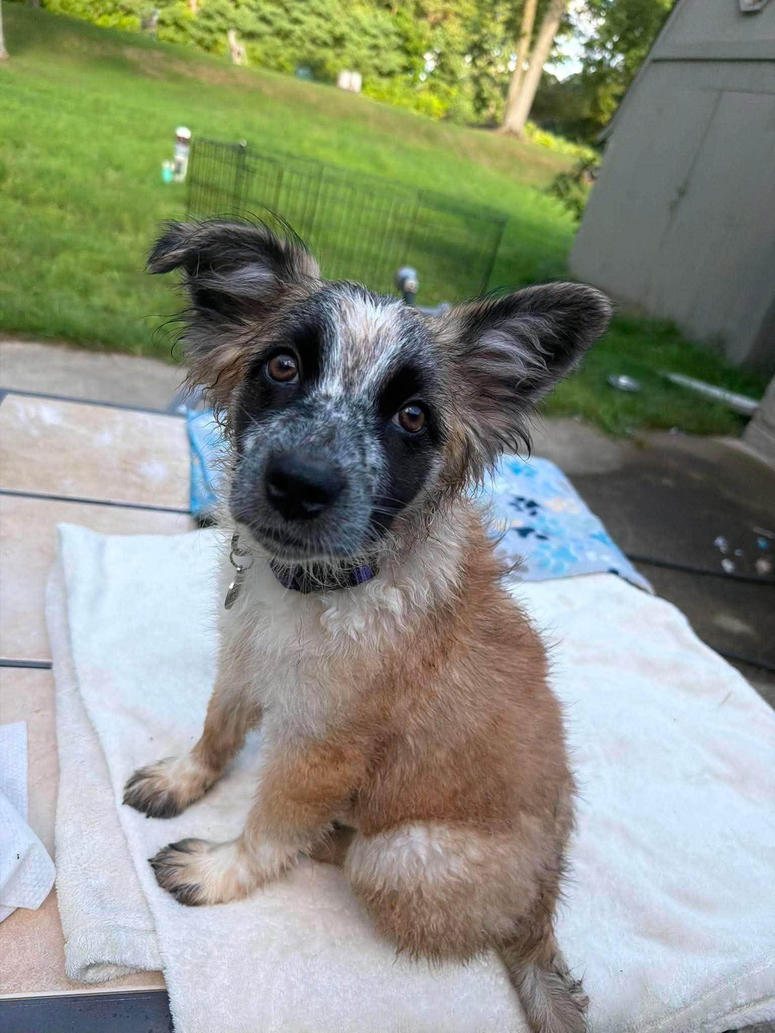 Tiara, ADOPTABLE, Puppy Female Australian Shepherd & Australian Cattle Dog / Blue Heeler.