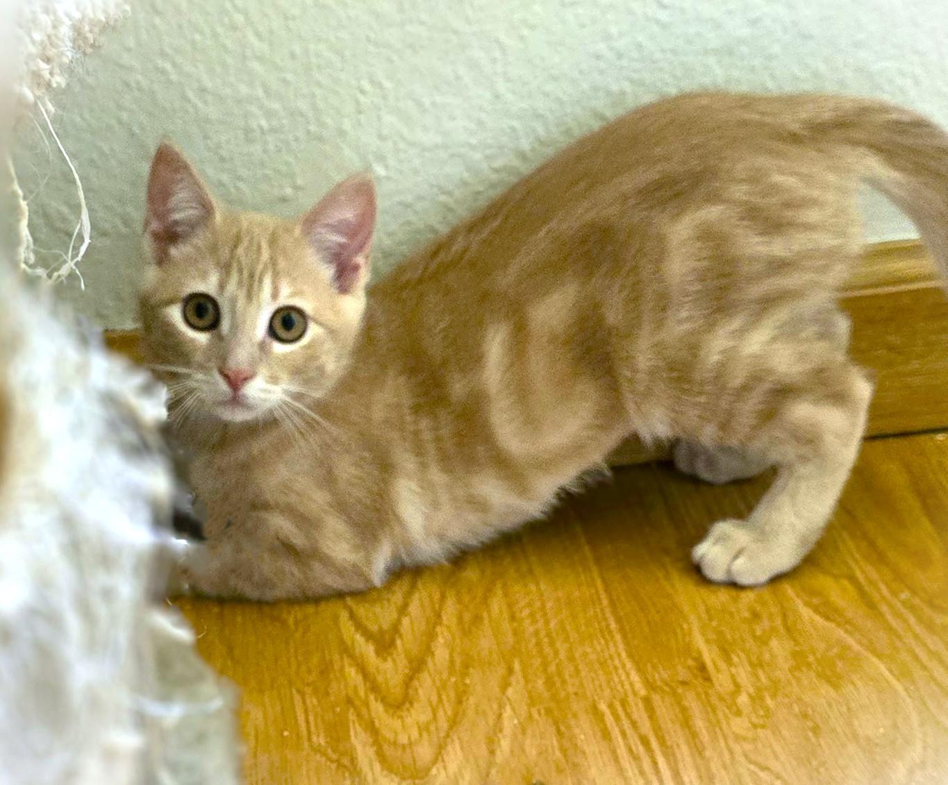 Ember, a Adoptable American Shorthair in San Diego, CA image 2/3