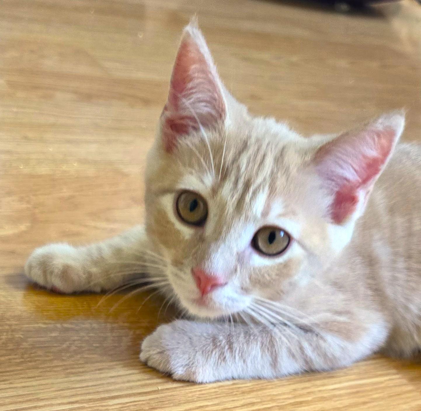 Ember, Adoptable, Kitten Female American Shorthair.