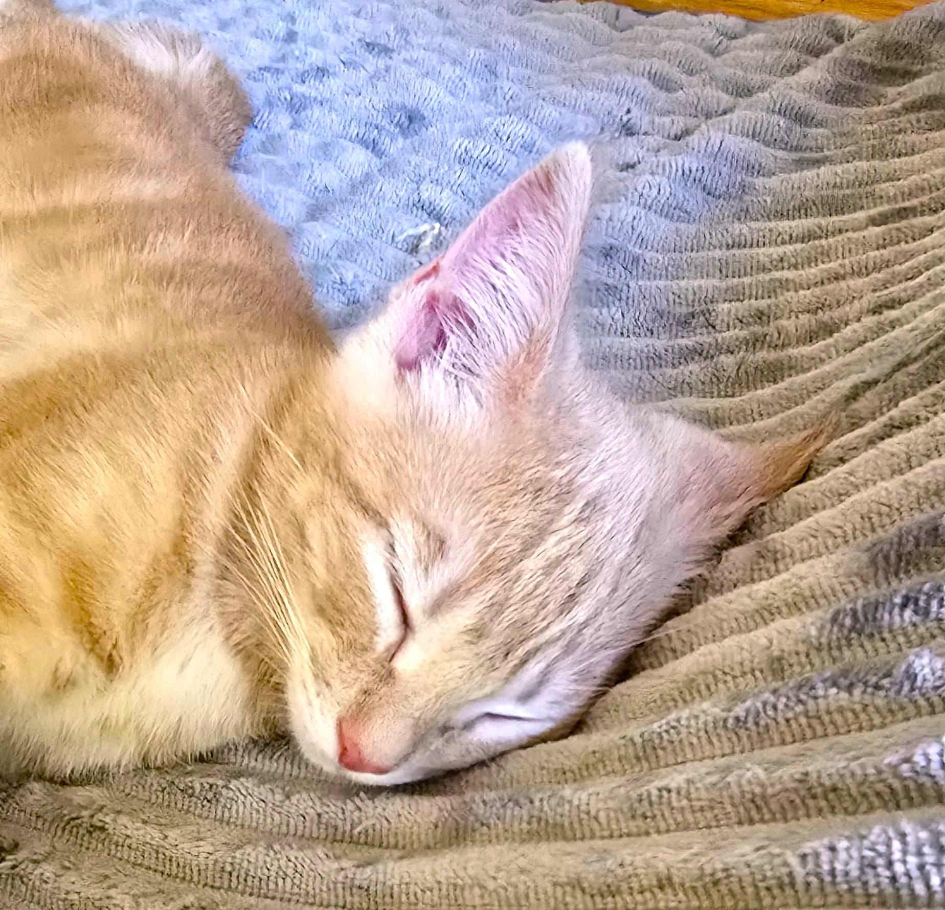 Ember, a Adoptable American Shorthair in San Diego, CA image 3/3