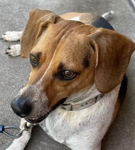 Comet, Adoptable, Young Male Beagle & Dachshund.