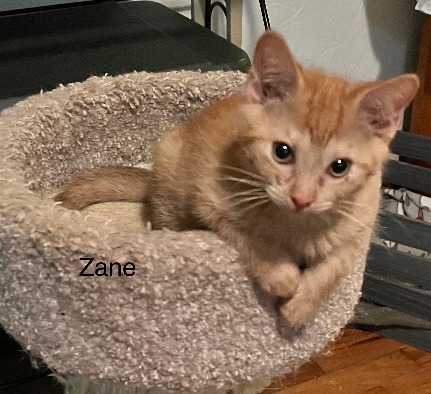 Zane (Allison fostered New England), a Adoptable mixed breed in Warwick, RI image 2/4