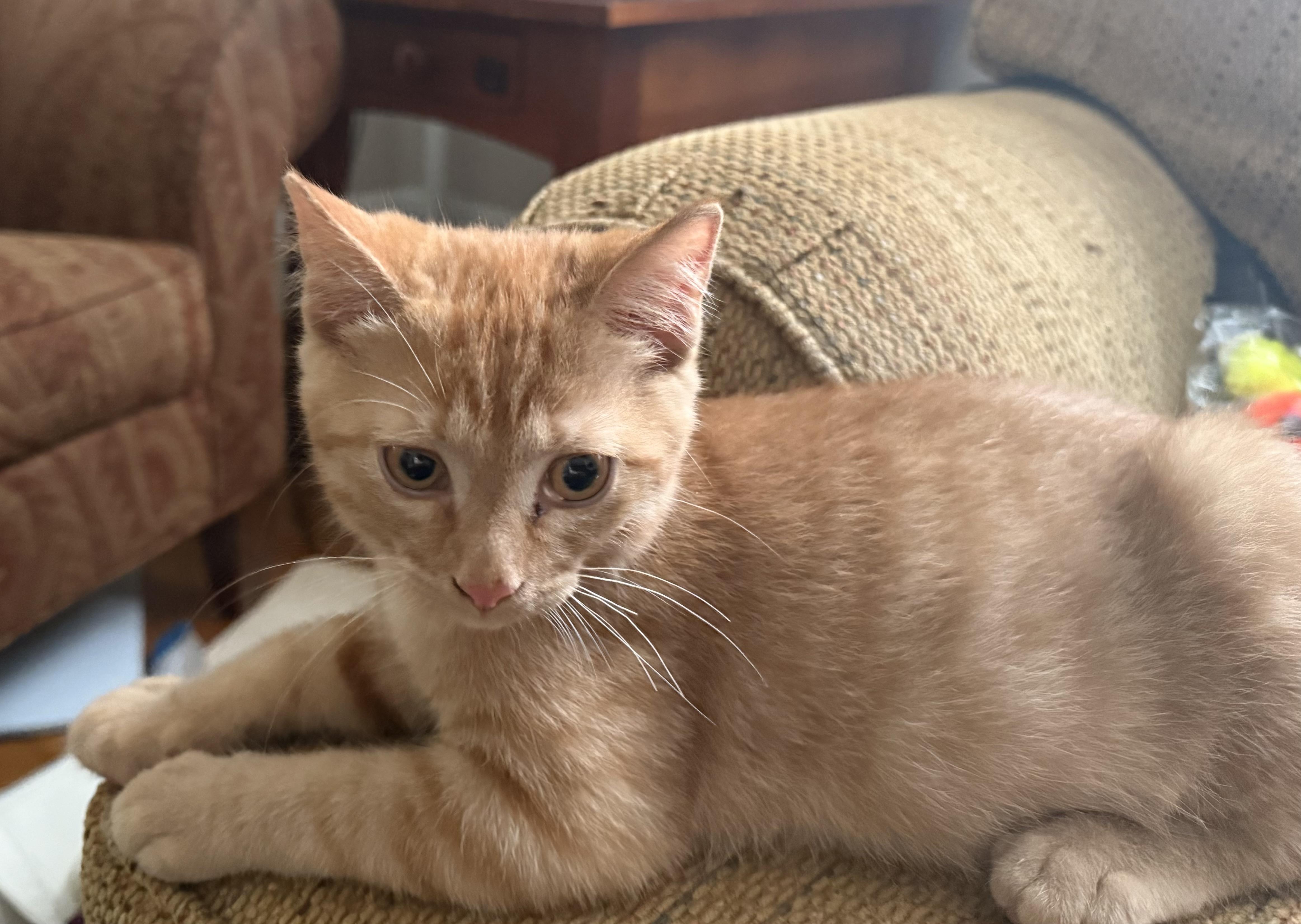 Zane (Allison fostered New England), Adoptable, Kitten Male Domestic Short Hair & Tabby.