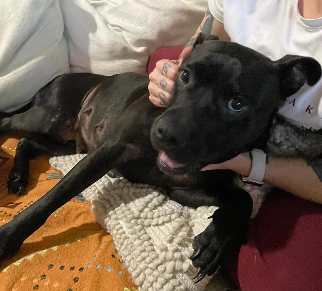 Enlarge Nina, a Adopted Staffordshire Bull Terrier in Orlando, FL image 1/5