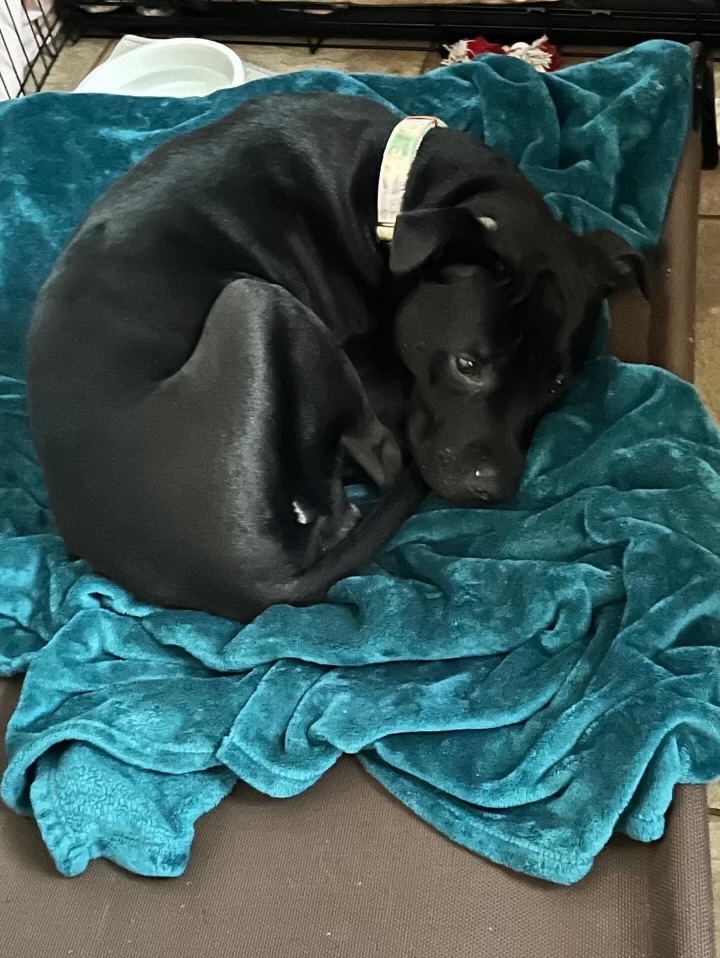 Enlarge Nina, a Adopted Staffordshire Bull Terrier in Orlando, FL image 2/5