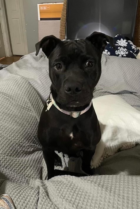 Enlarge Nina, a Adopted Staffordshire Bull Terrier in Orlando, FL image 3/5