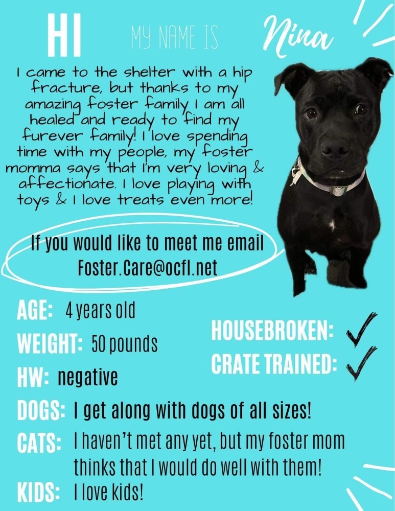 Enlarge Nina, a Adopted Staffordshire Bull Terrier in Orlando, FL image 4/5
