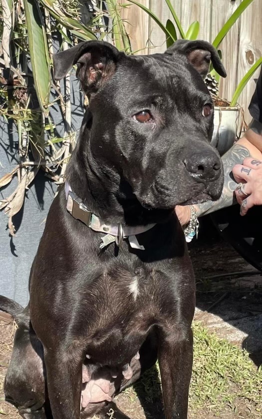 Enlarge Nina, a Adopted Staffordshire Bull Terrier in Orlando, FL image 5/5