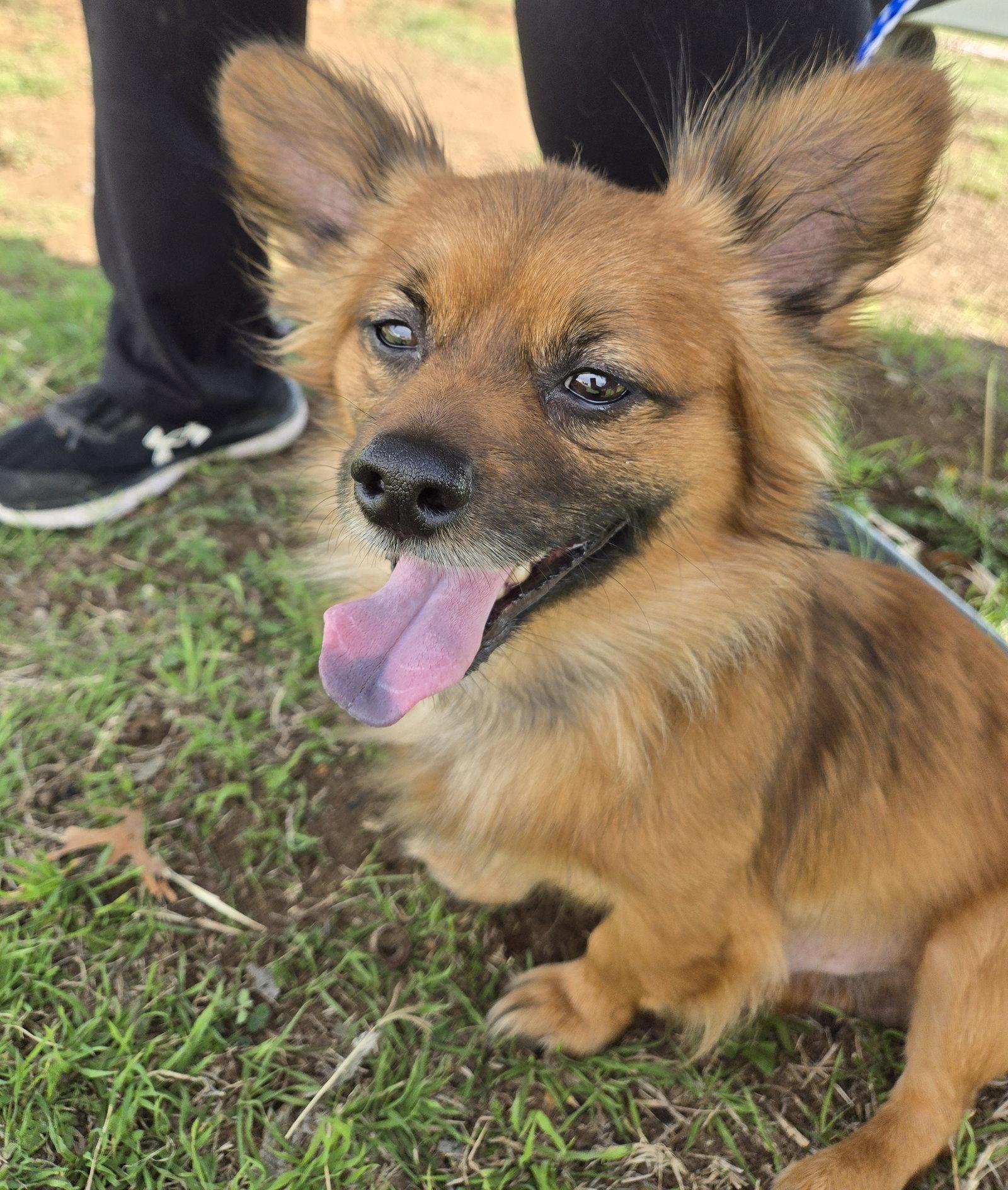 Enlarge Mikko, a Adoptable Pomeranian in Garland, TX image 1/1