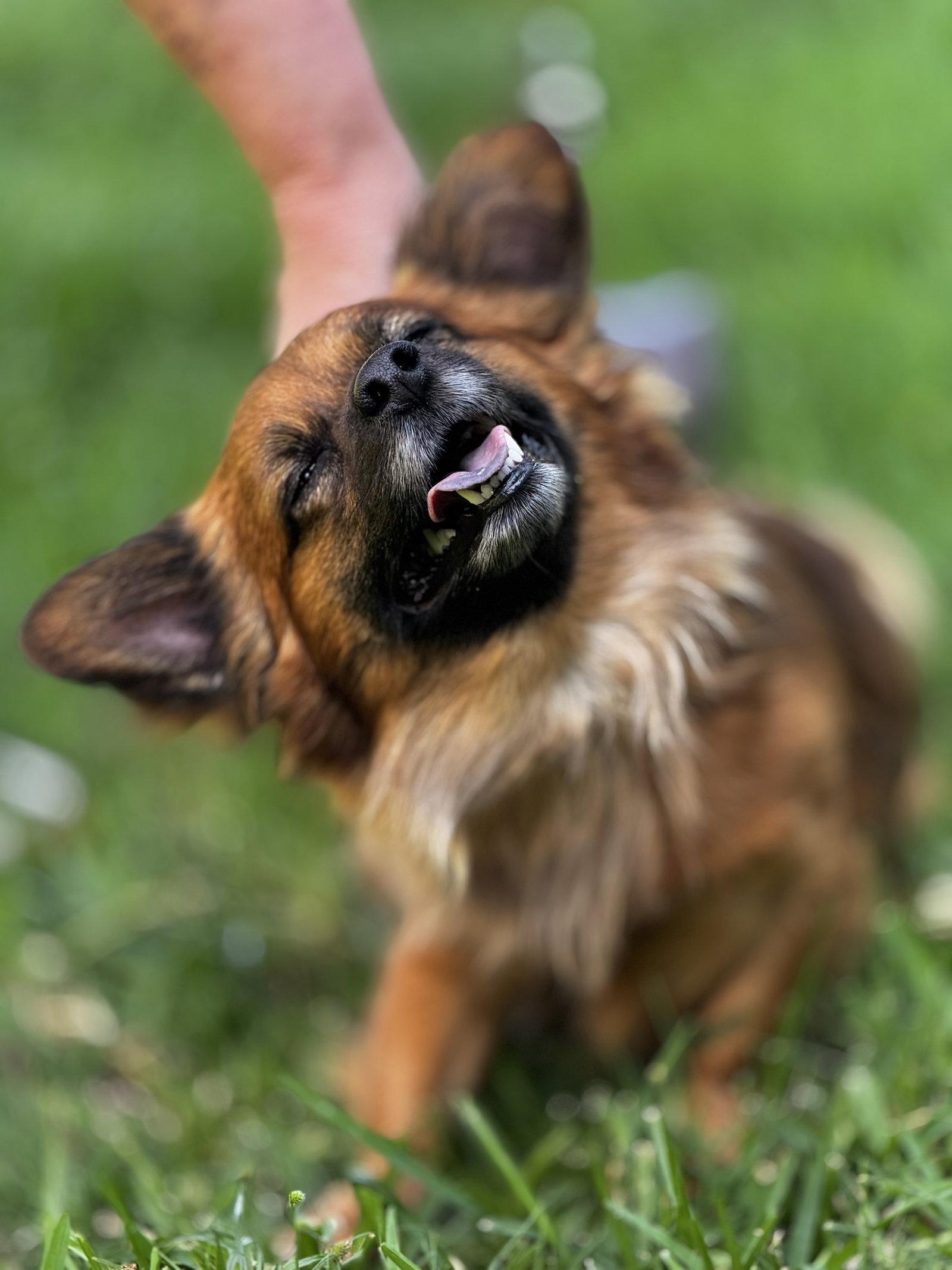 Mikko, Adoptable, Adult Male Pomeranian.