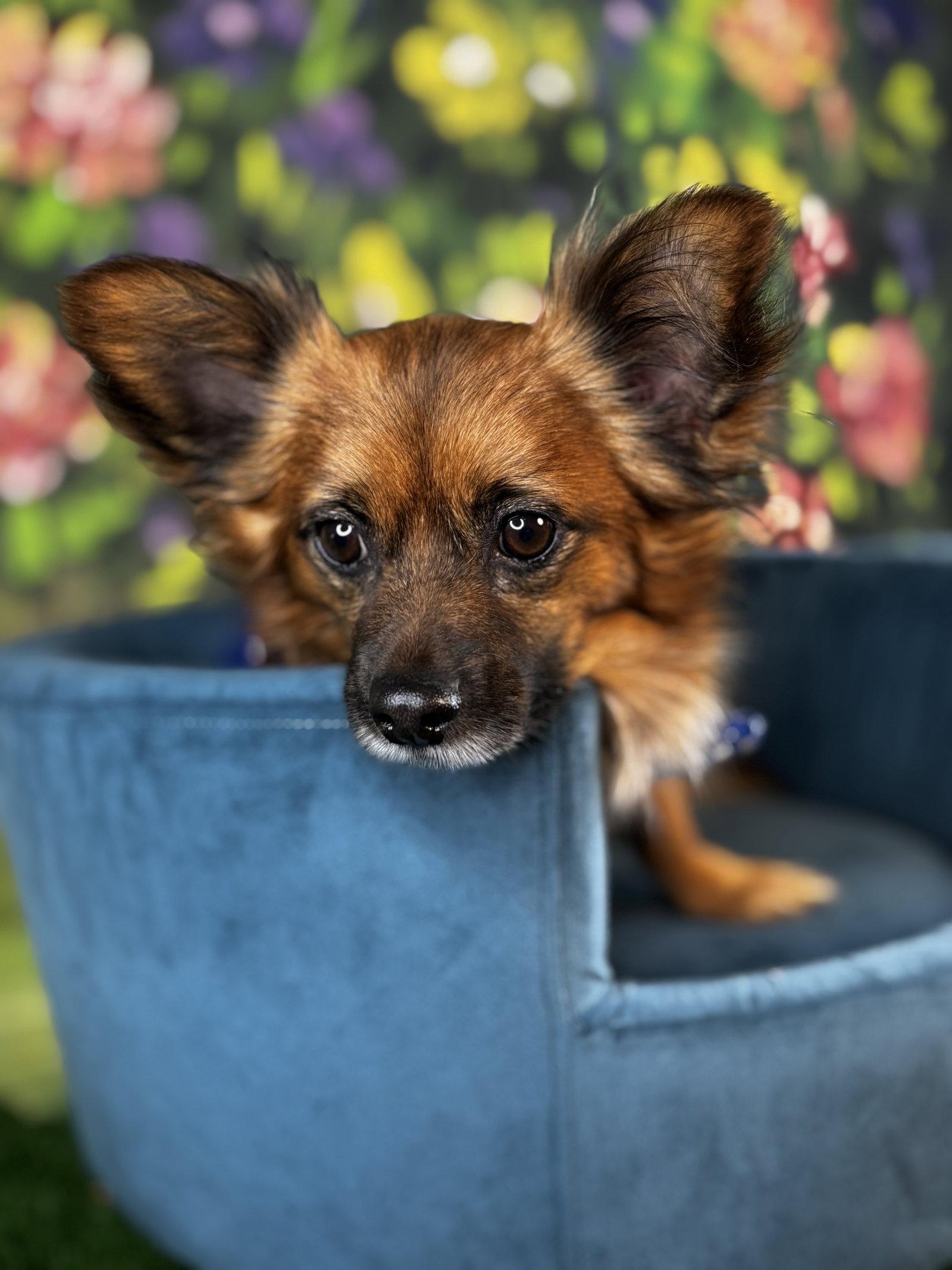 Enlarge Mikko, a Adoptable Pomeranian in Garland, TX image 2/3