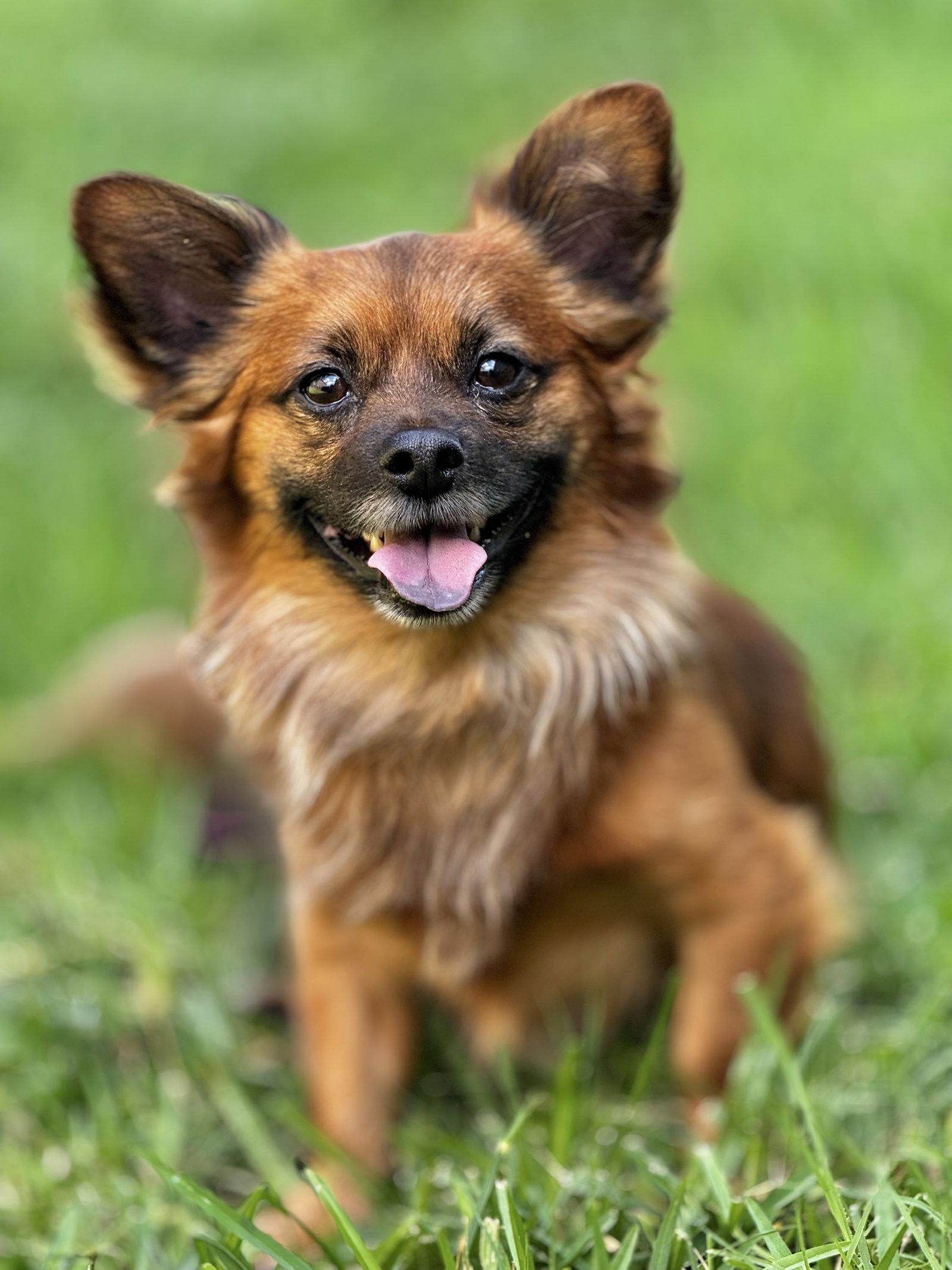 Enlarge Mikko, a Adoptable Pomeranian in Garland, TX image 3/3