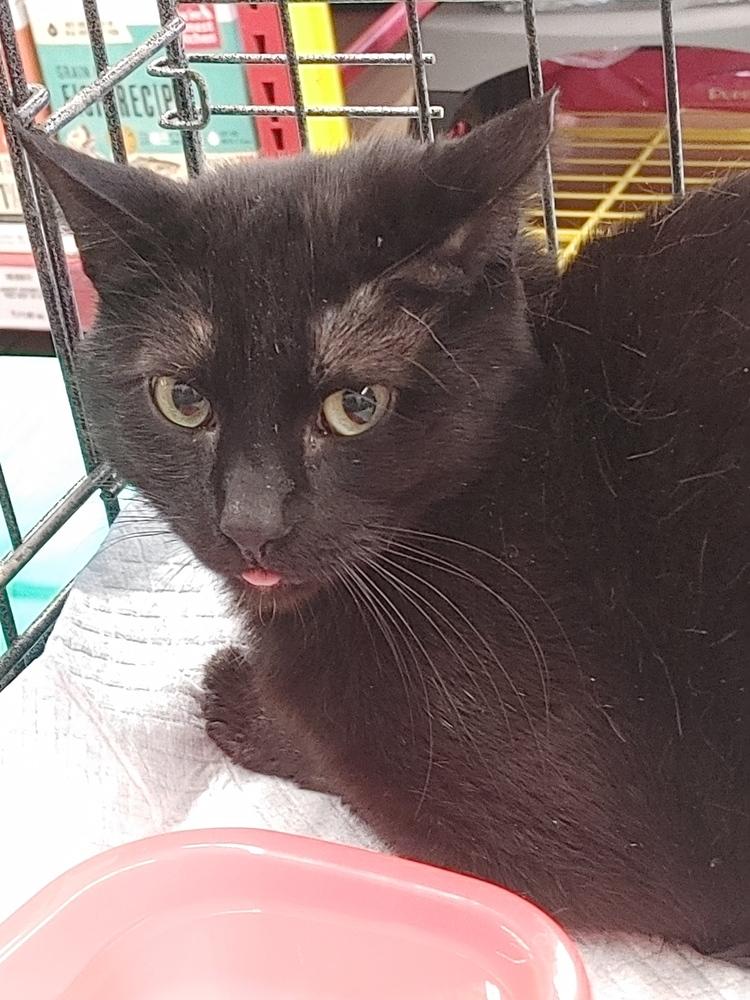 Enlarge O'Malley, a Adoptable Domestic Short Hair in Jemez Pueblo, NM image 1/1