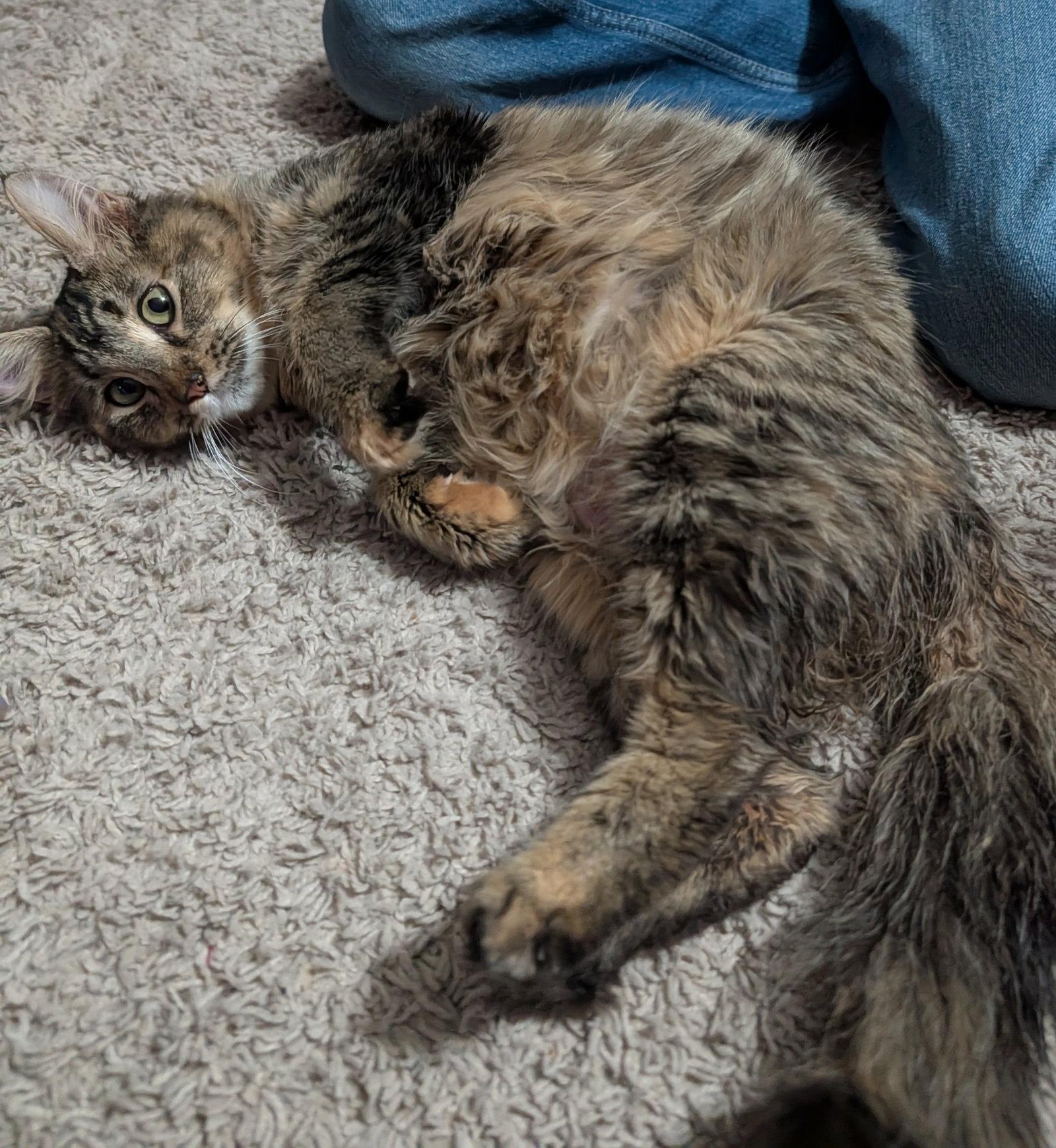 Jules 3.6.24, Adoptable, Adult Female Domestic Short Hair.