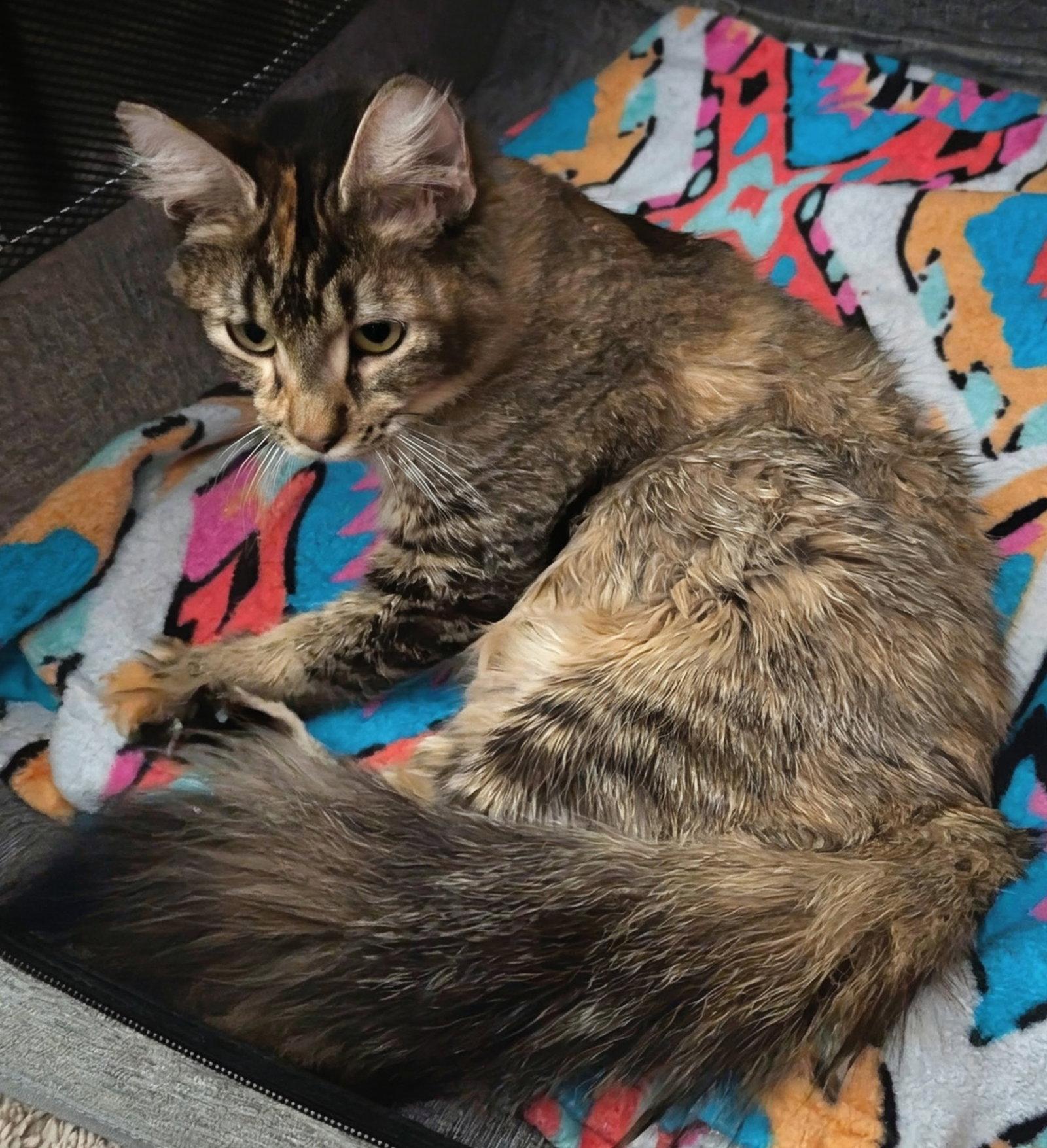 Enlarge Jules 3.6.24, a Adoptable Domestic Short Hair in Apopka, FL image 3/3