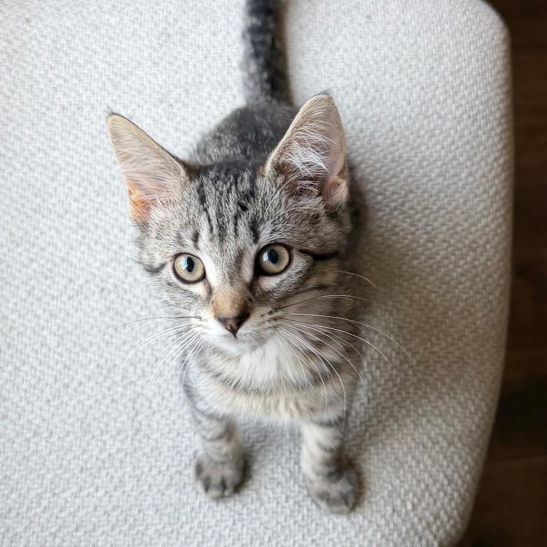 Siren, Adoptable, Kitten Female Domestic Short Hair.