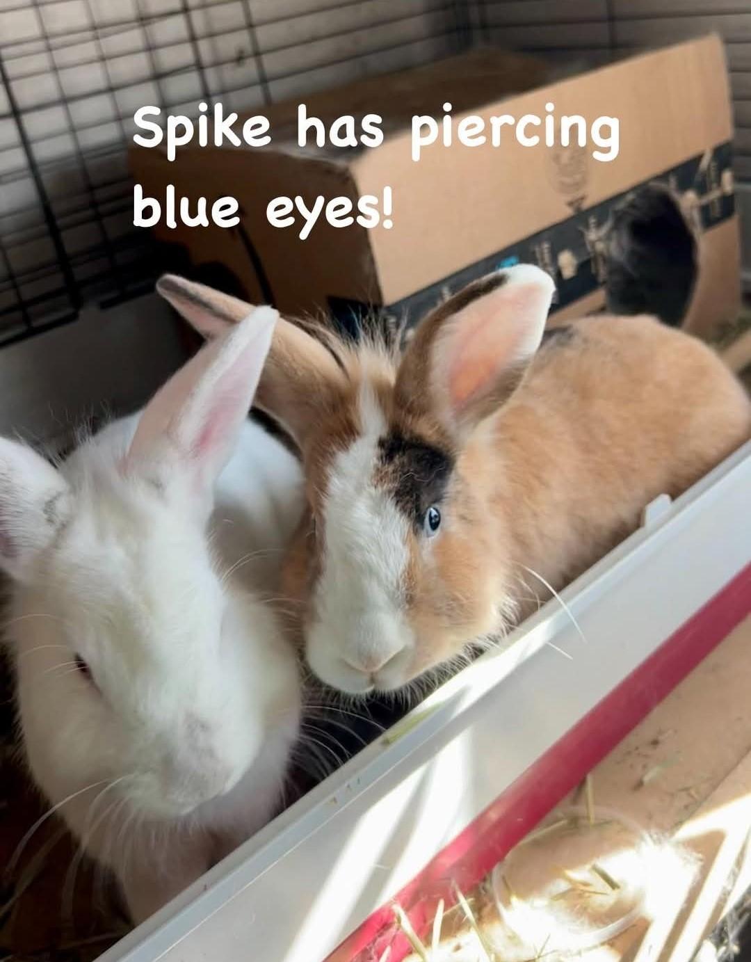 Buffy & Spike, a Adoptable mixed breed in Paradis, LA image 1/6