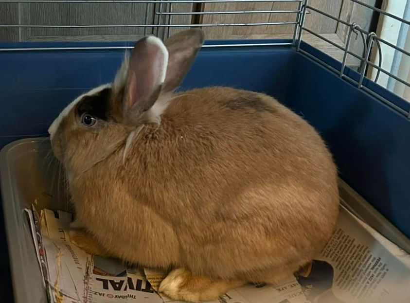 Buffy & Spike, a Adoptable mixed breed in Paradis, LA image 4/6