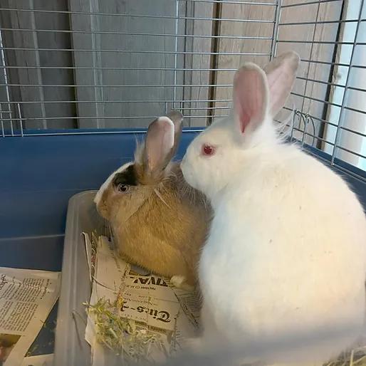 Buffy & Spike, a Adoptable mixed breed in Paradis, LA image 2/6