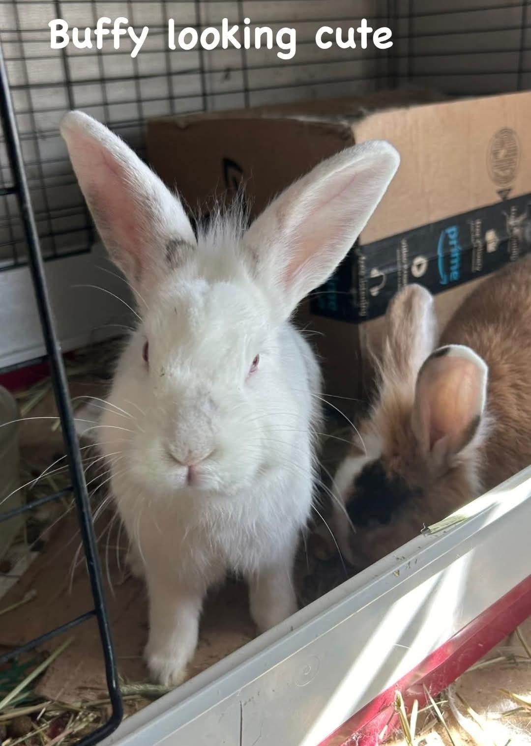 Buffy & Spike, a Adoptable mixed breed in Paradis, LA image 6/6