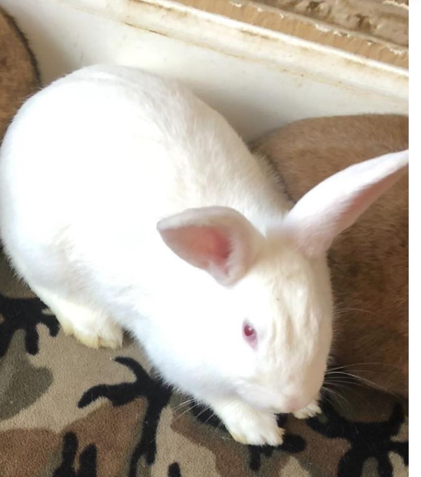 Buffy & Spike, a Adoptable mixed breed in Paradis, LA image 5/6