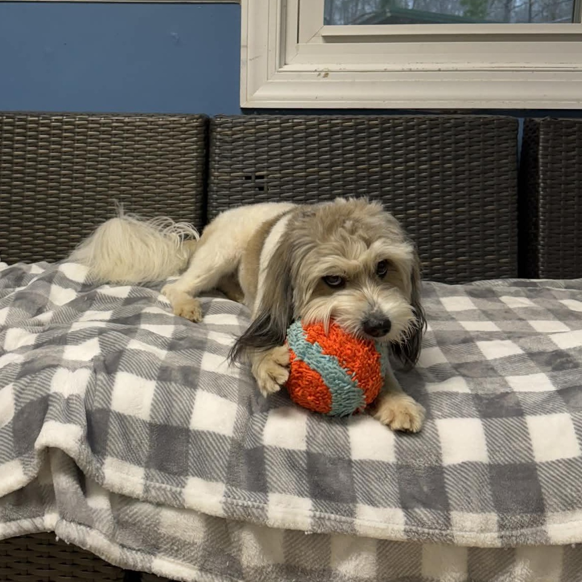 Enlarge Kipper, an adoptable Havanese in Sunderland, MD image 3/5