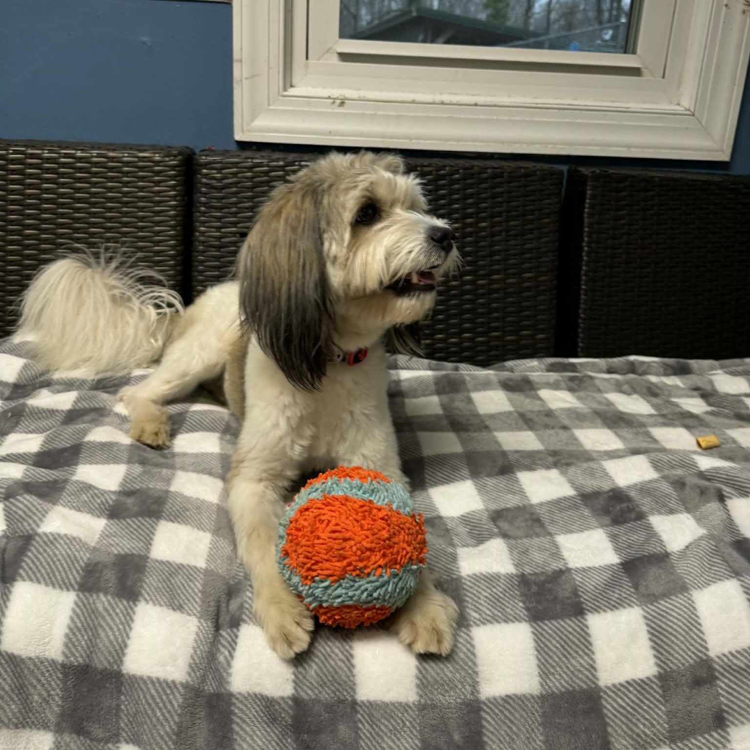 Enlarge Kipper, an adoptable Havanese in Sunderland, MD image 5/5