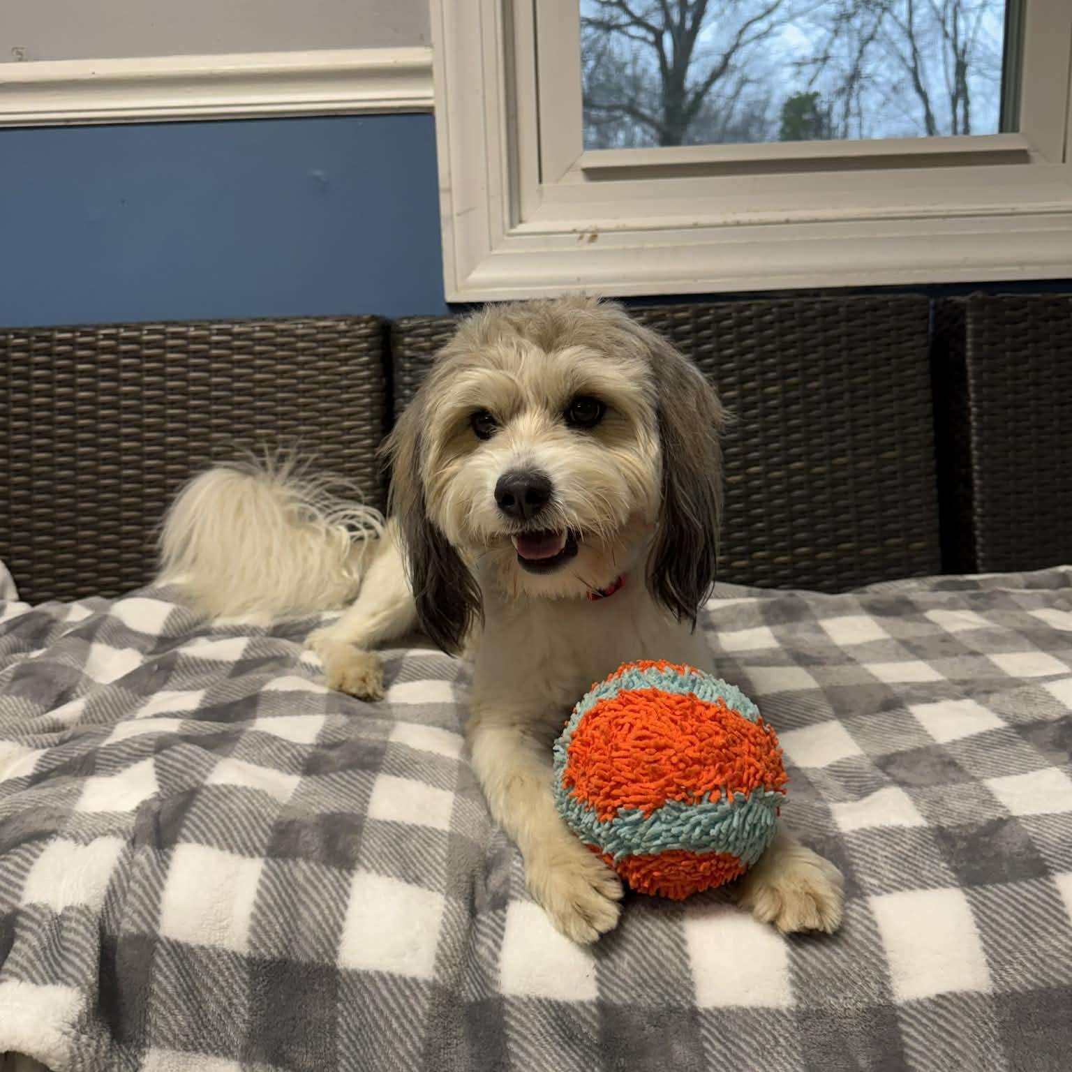 Enlarge Kipper, an adoptable Havanese in Sunderland, MD image 4/5
