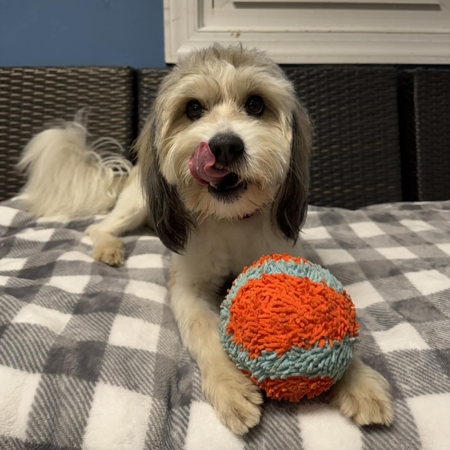 Enlarge Kipper, an adoptable Havanese in Sunderland, MD image 1/5
