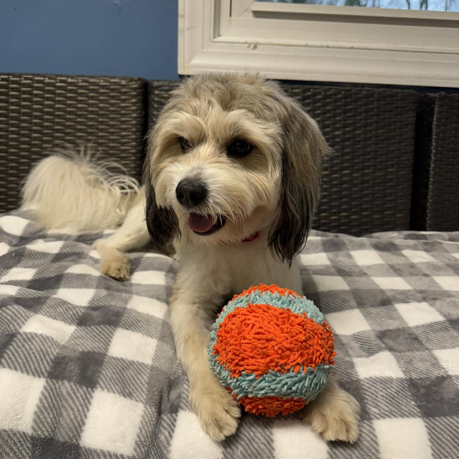 Enlarge Kipper, an adoptable Havanese in Sunderland, MD image 2/5